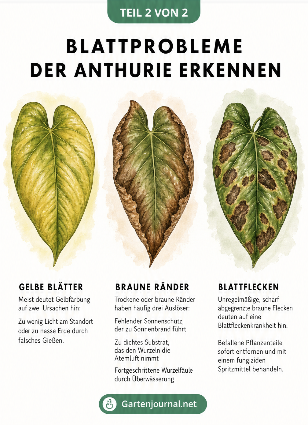 Drei Anthurienblätter mit typischen Schadbildern: gelbe Verfärbung, braune Ränder und braune Flecken