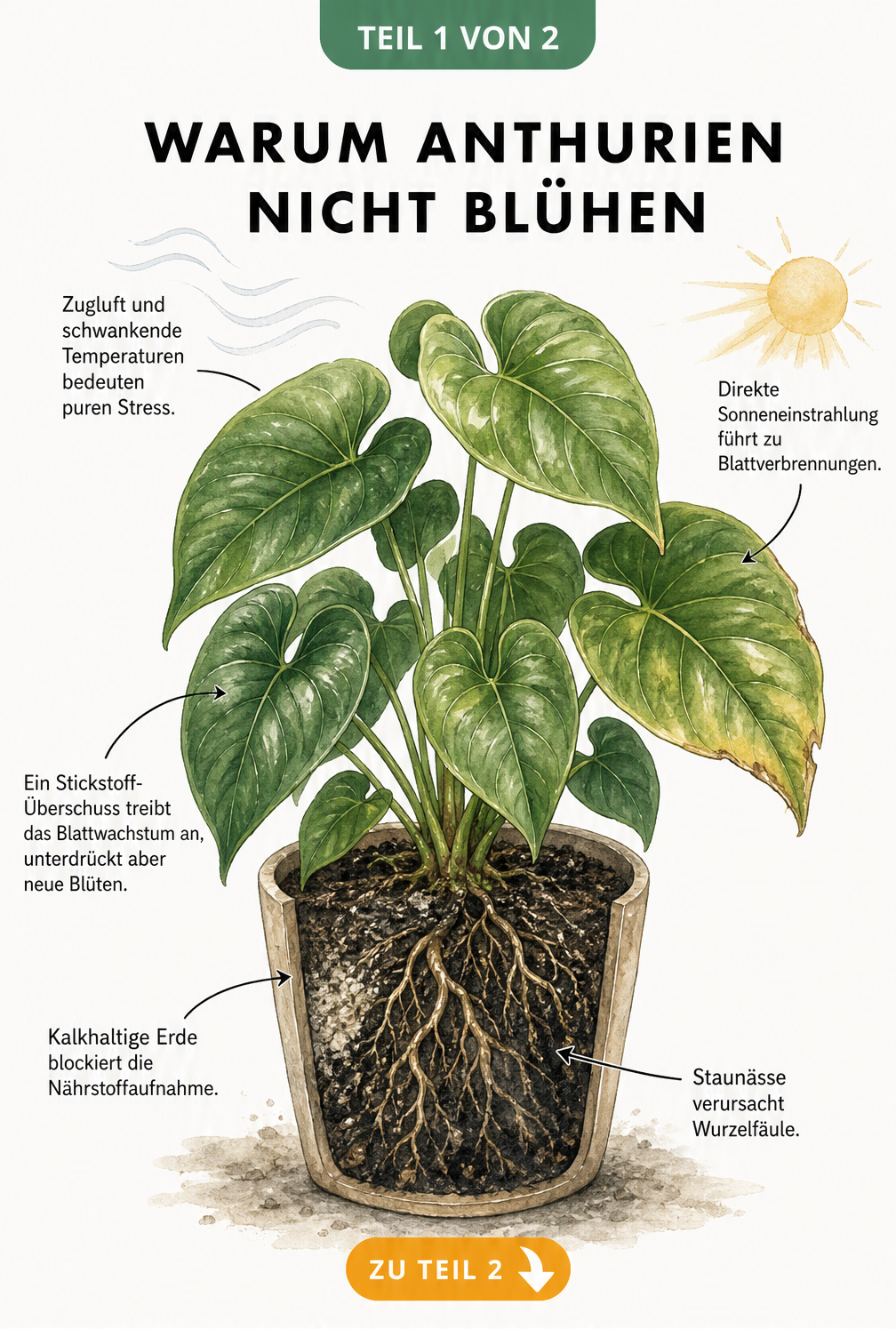 Botanische Illustration einer blütenlosen Anthurie im Querschnitt-Topf, die Ursachen wie Staunässe, kalkhaltige Erde, Stickstoff-Überschuss und Zugluft zeigt.