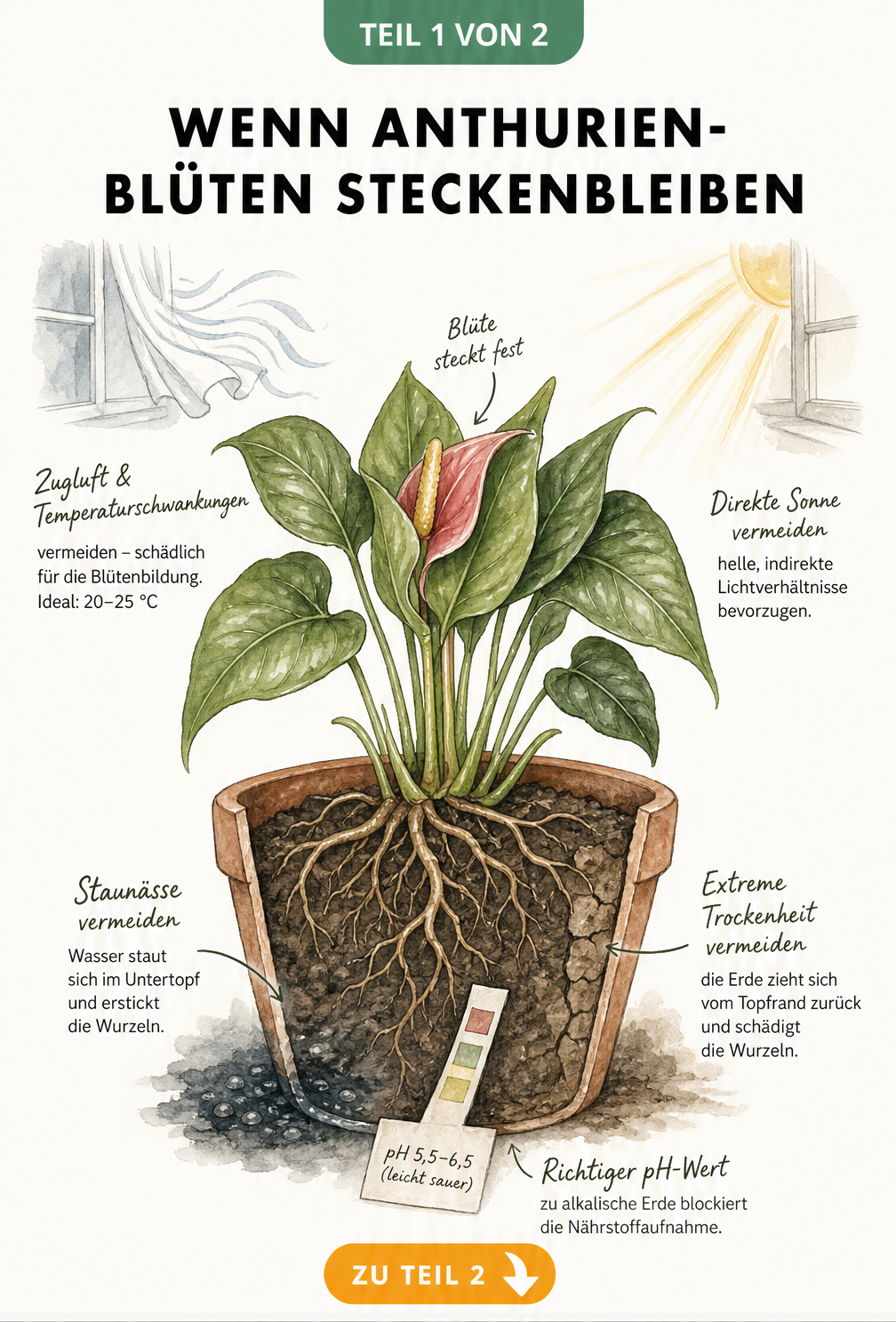 Botanische Illustration einer Anthurie im Querschnitt mit steckengebliebener Blüte, Raumklima-Hinweisen und Wurzelballen-Darstellung