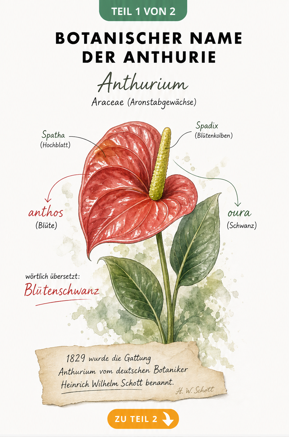 Botanische Illustration einer Flamingoblume mit Erklärung der Namensherkunft Anthurium
