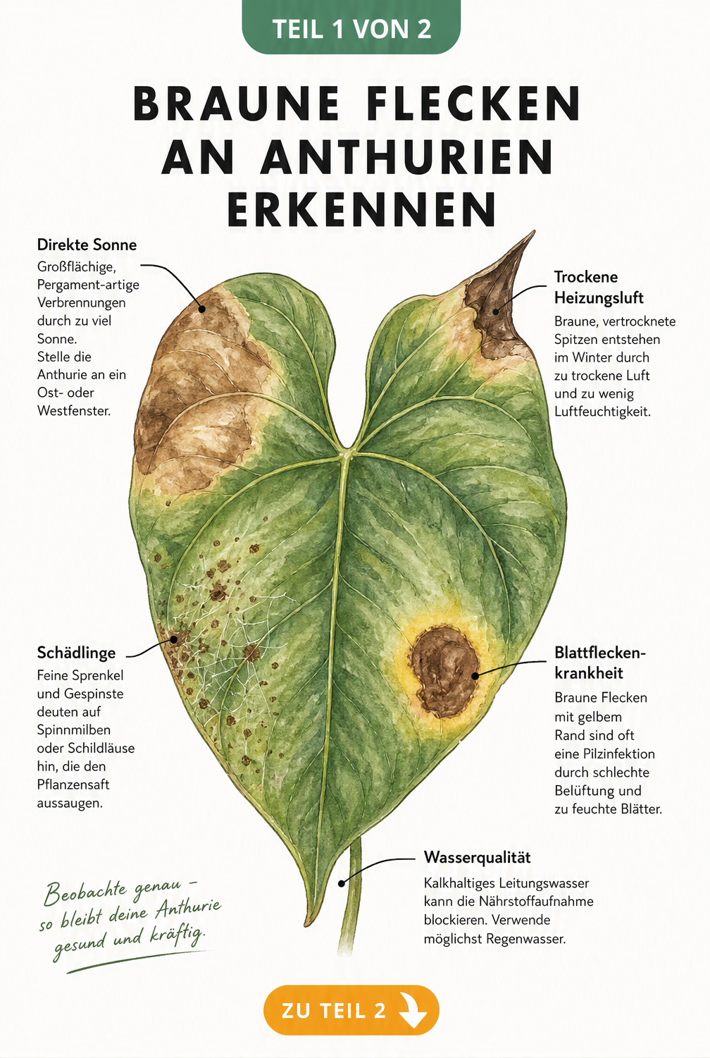 Botanische Illustration eines Anthurienblattes mit verschiedenen Schadbildern wie braunen Flecken, vertrockneten Spitzen und Spinnmilben