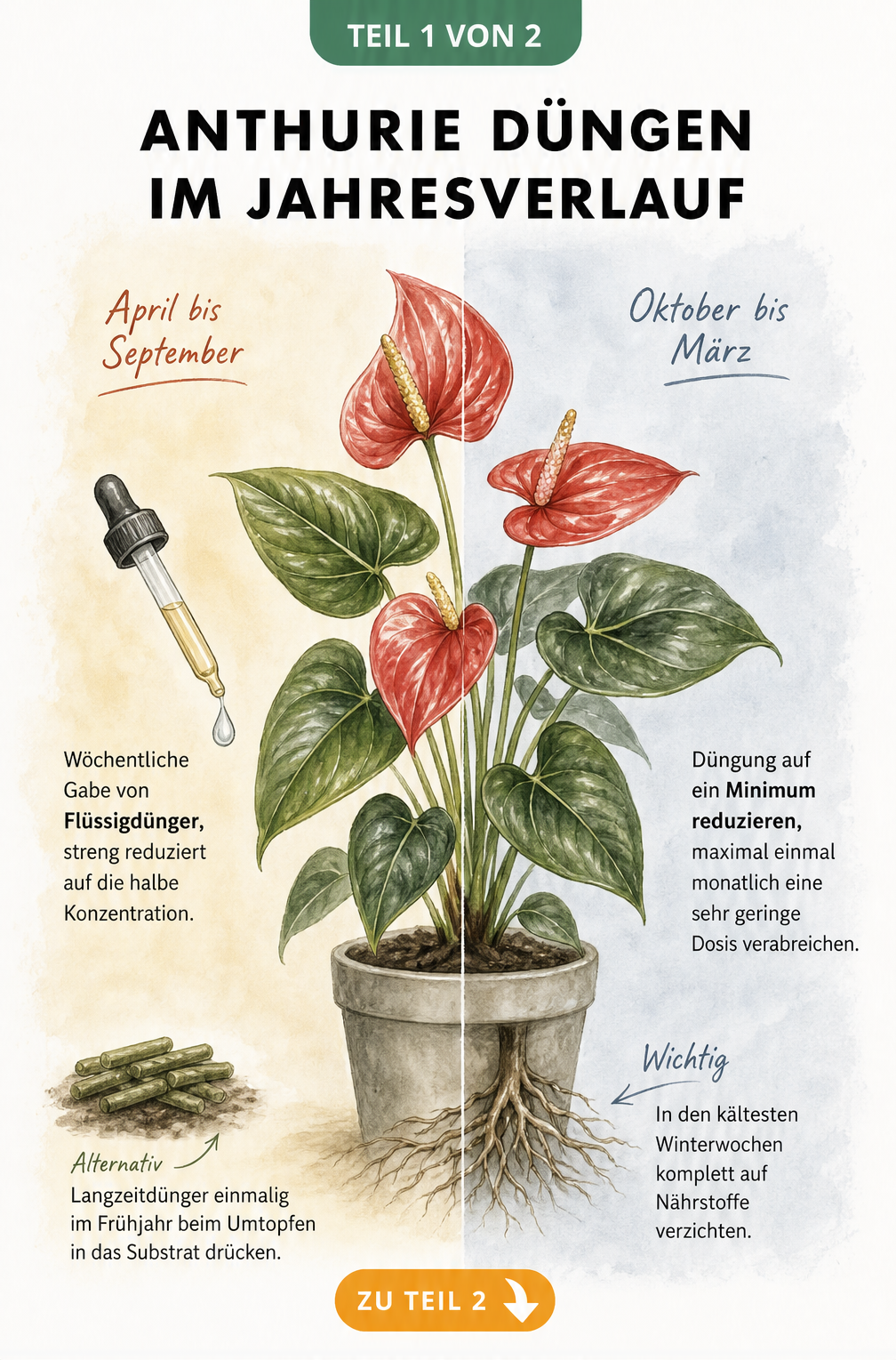 Illustration einer Anthurie, die den Düngebedarf im Jahresverlauf zeigt, aufgeteilt in Sommer- und Wintermonate.