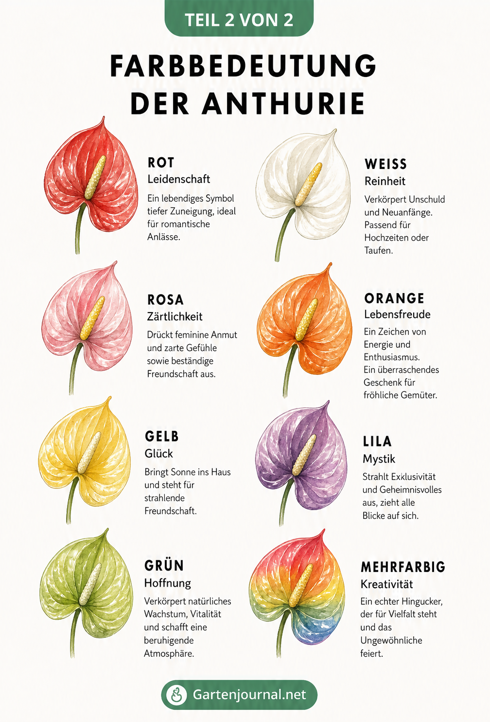 Farbtafel mit acht verschiedenen Anthurien-Blüten und deren emotionaler Bedeutung je nach Farbe