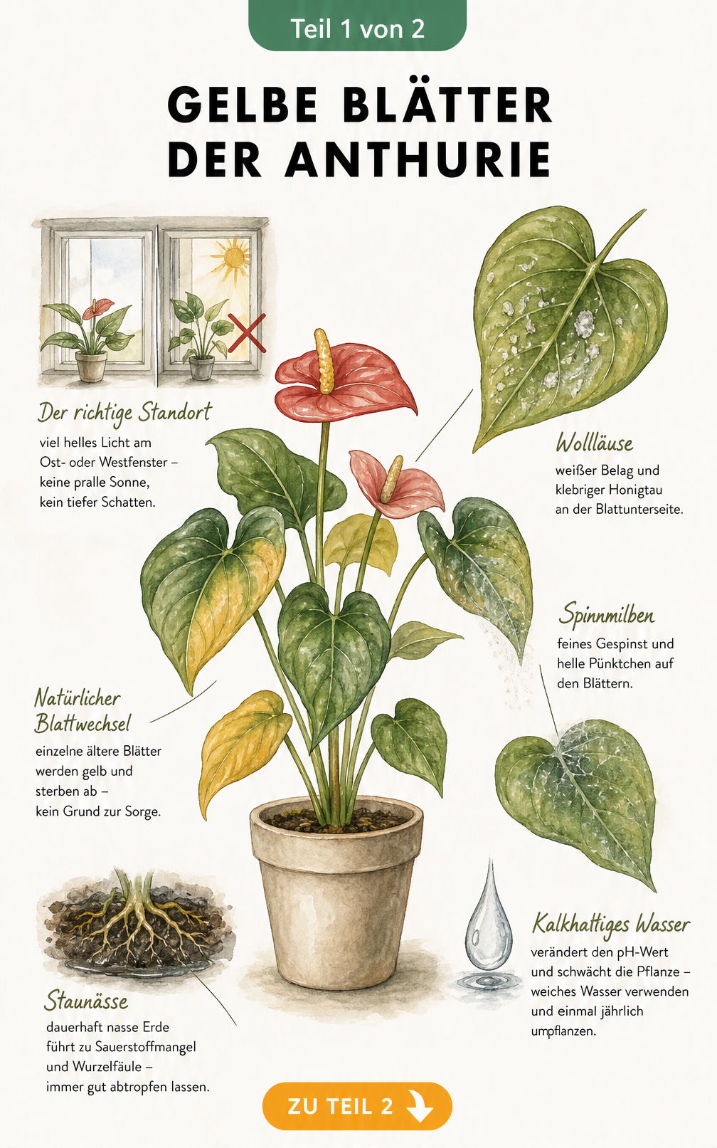 Botanische Illustration einer Anthurie mit gelben Blättern, die Ursachen wie falschen Standort, Staunässe, Wollläuse, Spinnmilben und kalkhaltiges Wasser zeigt.