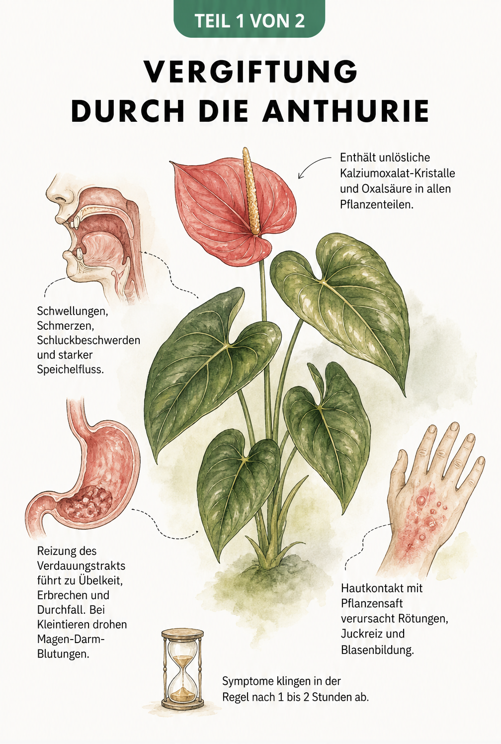 Botanische Illustration einer Anthurie mit Hinweisen zu giftigen Pflanzenteilen und körperlichen Reaktionen wie Schwellungen und Übelkeit
