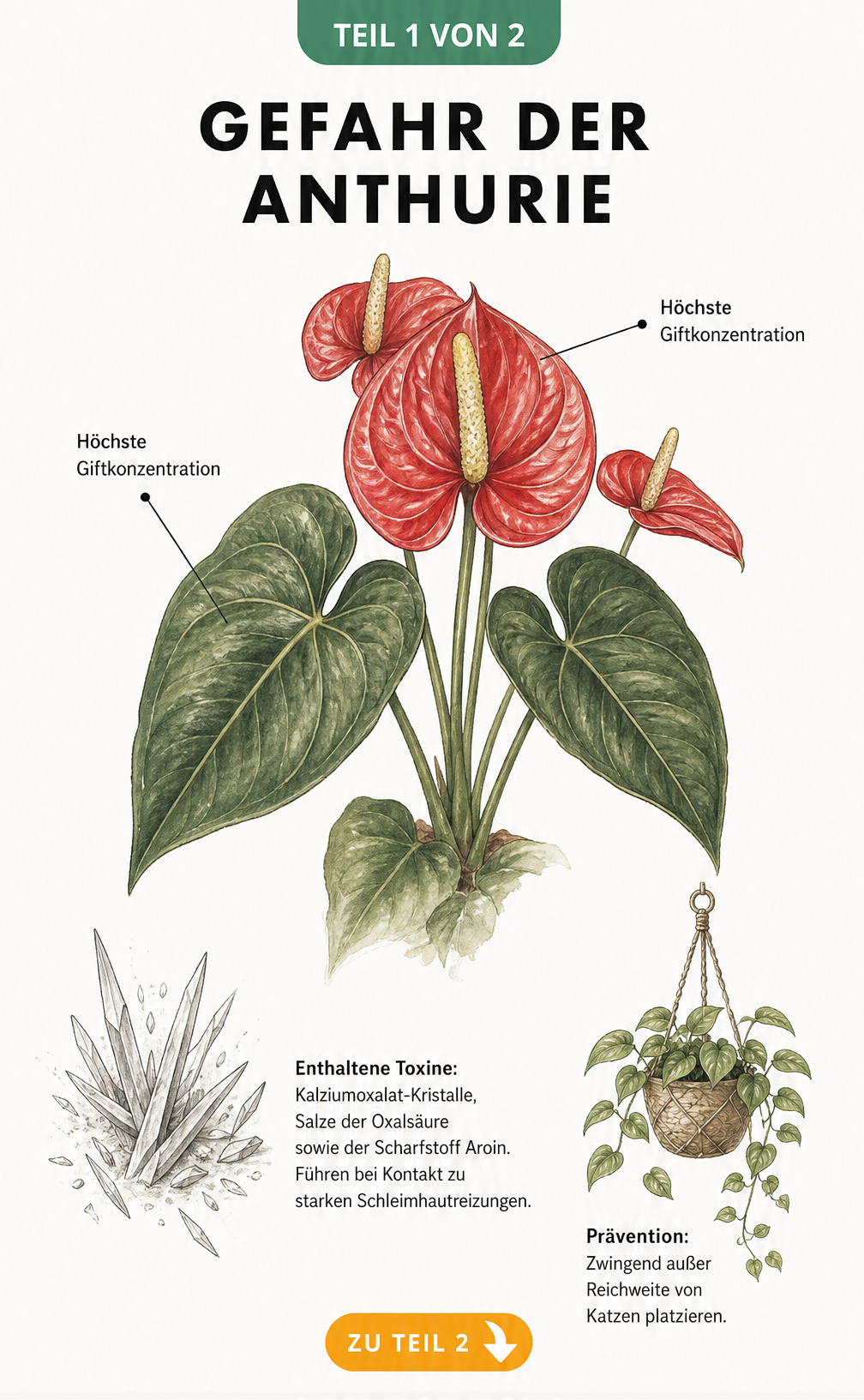 Botanische Illustration einer Anthurie mit Hinweisen auf giftige Pflanzenteile und Toxine wie Kalziumoxalat-Kristalle