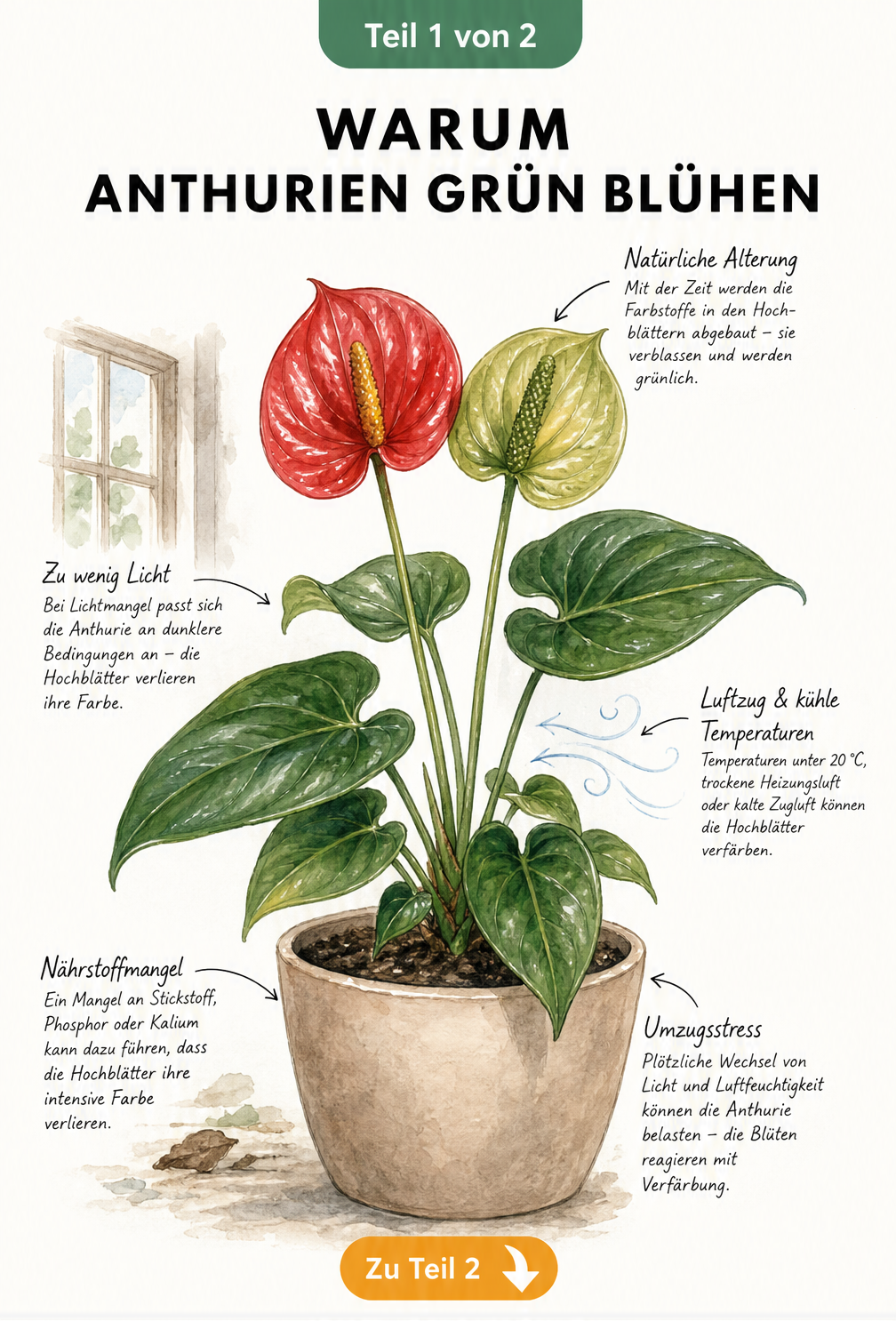 Botanische Illustration einer Anthurie, die links eine rote und rechts eine verblassende grüne Blüte zeigt, mit Hinweisen zu Lichtmangel, Nährstoffmangel und...