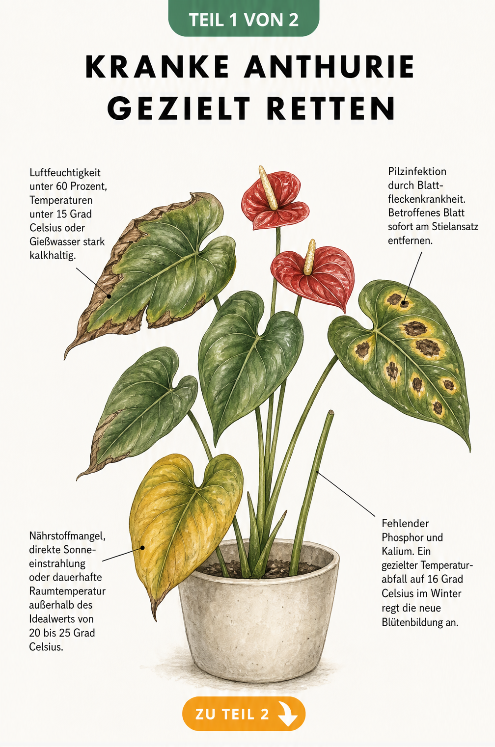 Illustration einer Anthurie mit verschiedenen Schadbildern wie braunen und gelben Blättern sowie fehlenden Blüten