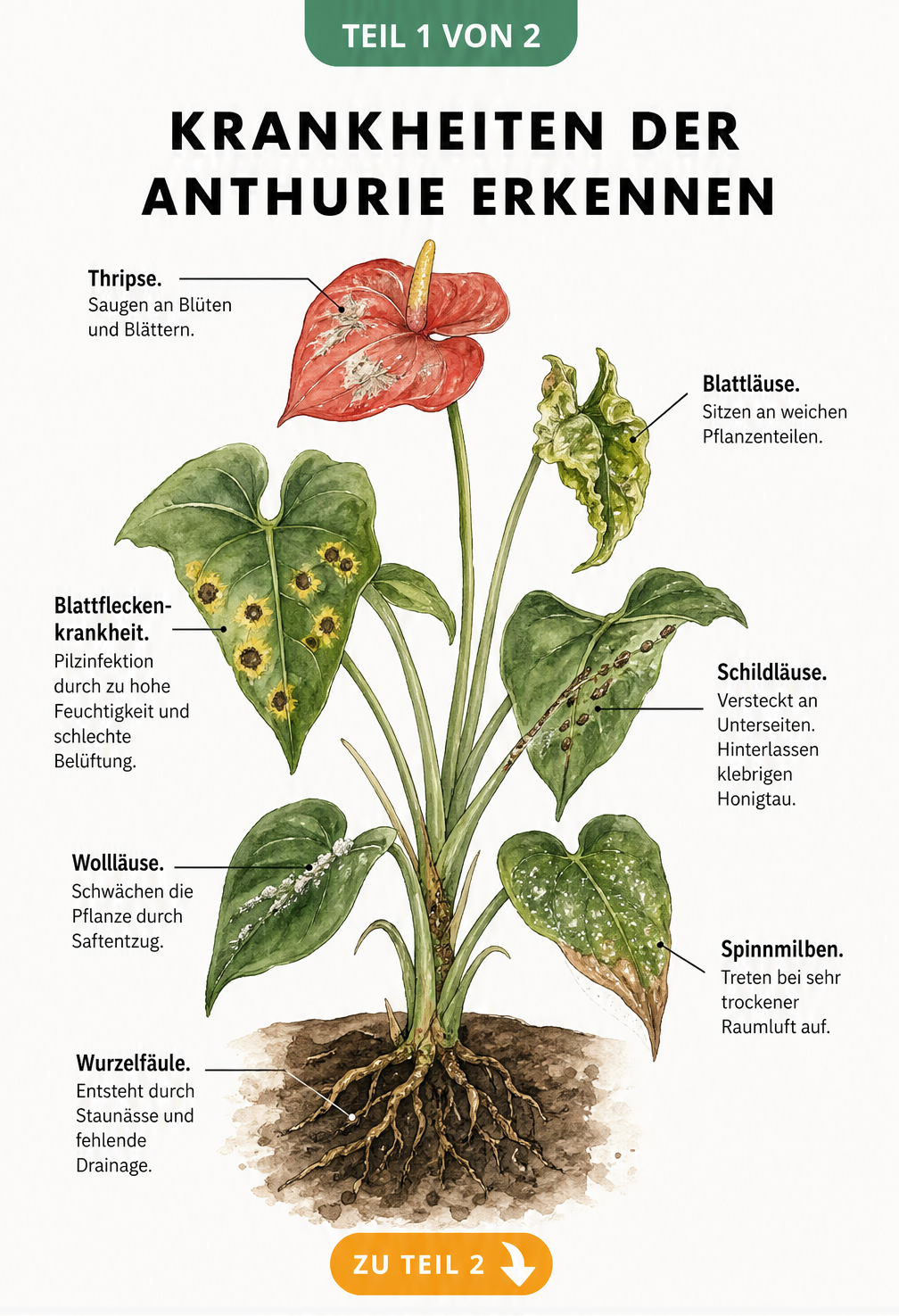 Botanische Illustration einer Anthurie, die Schadbilder von Thripsen, Blattläusen, Schildläusen, Wollläusen, Spinnmilben, Blattfleckenkrankheit und Wurzelfäule...