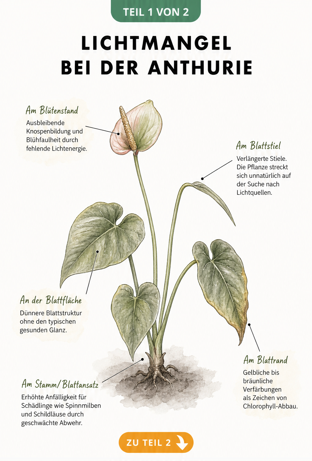 Botanische Illustration einer Anthurie, die Symptome von Lichtmangel wie ausbleibende Knospen, verlängerte Stiele und verfärbte Blätter zeigt.