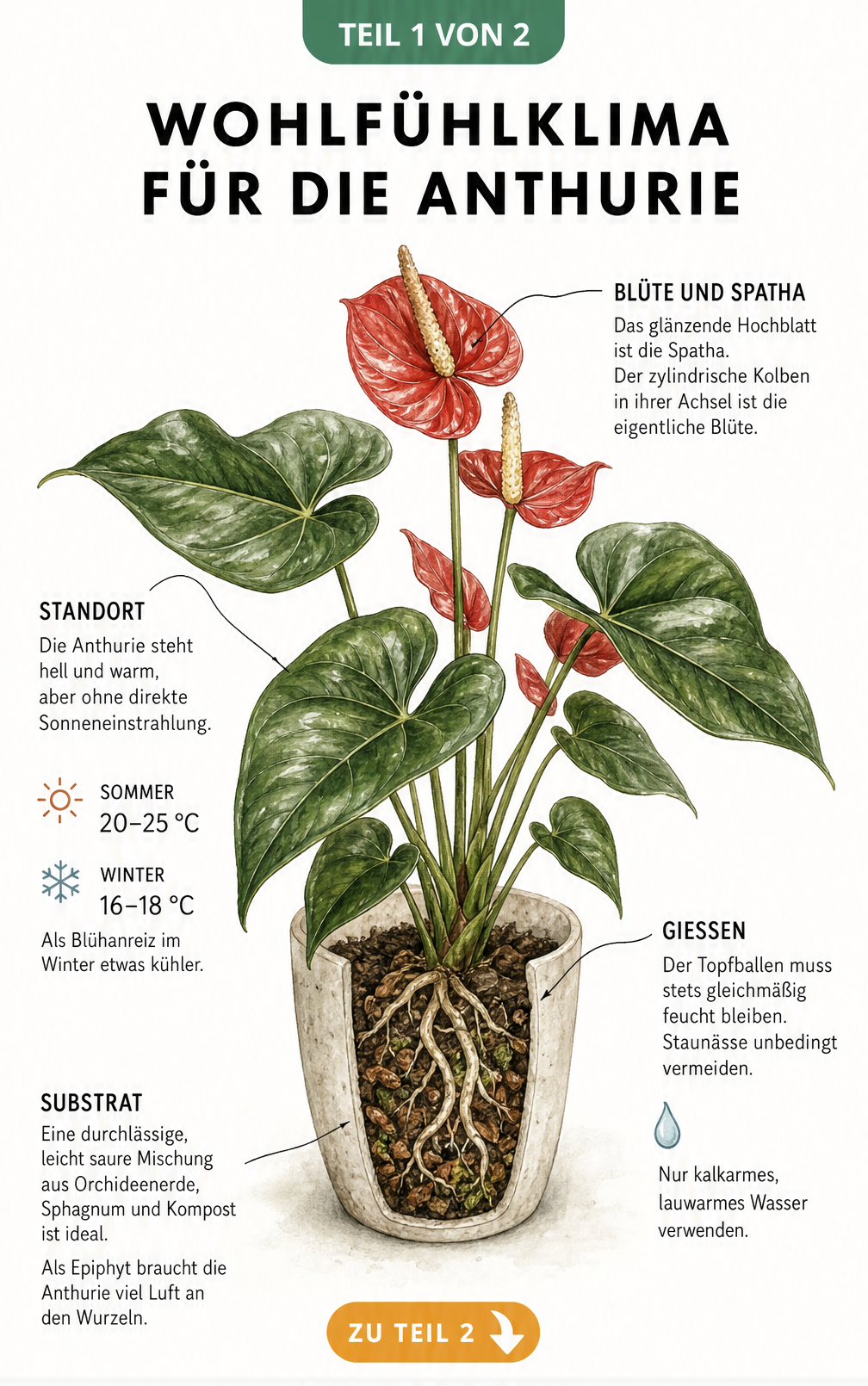 Botanische Illustration einer blühenden Anthurie mit Hinweisen zu Standort, Temperatur, Gießen und Substrat