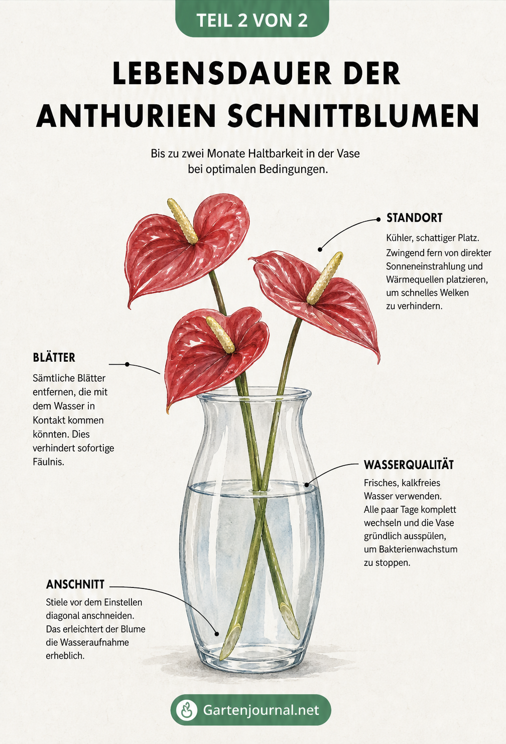 Illustration einer Anthurie als Schnittblume in einer Glasvase mit Tipps zu Haltbarkeit, Standort, Anschnitt und Wasserqualität