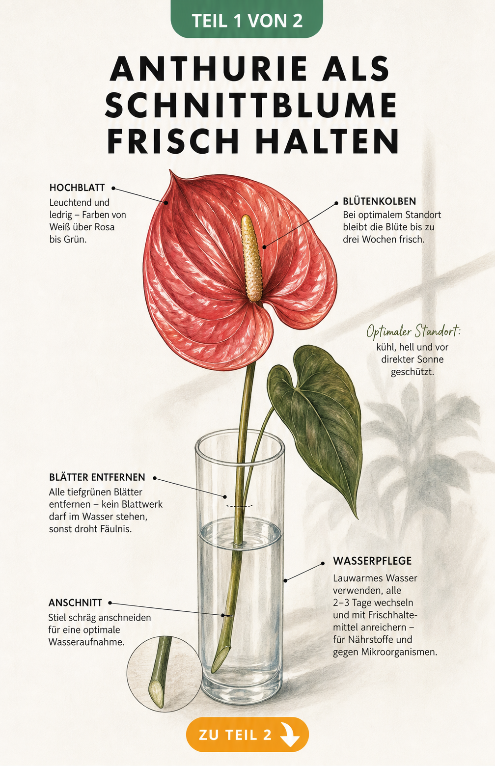 Botanische Illustration einer roten Anthurie in einer Glasvase mit Hinweisen zur Pflege und Haltbarkeit als Schnittblume