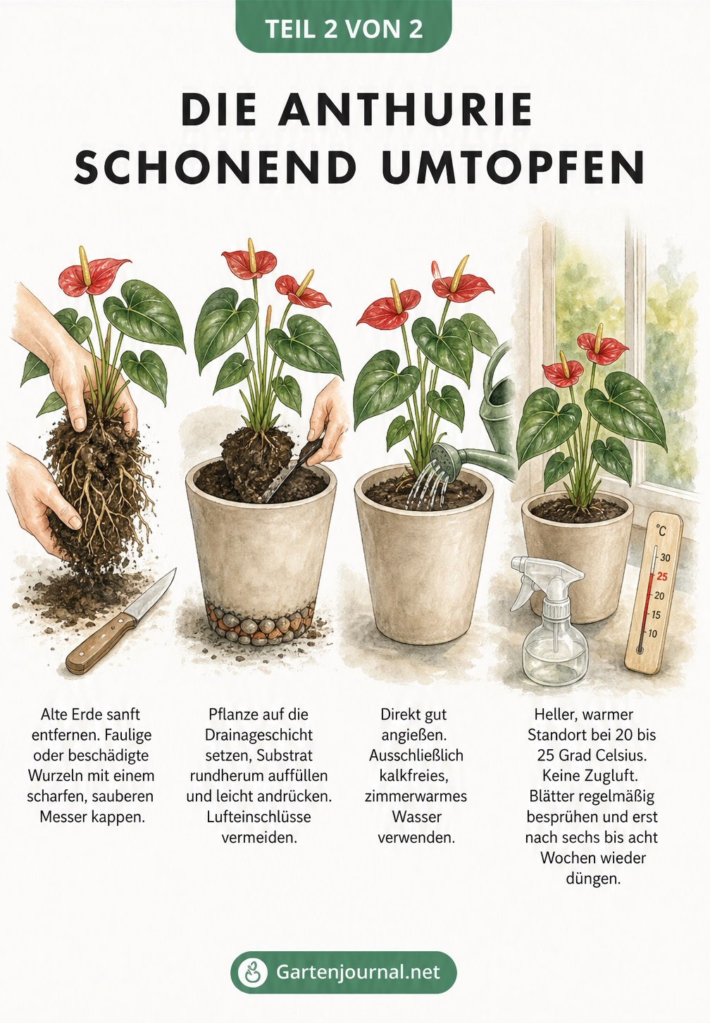 Vier Aquarell-Vignetten zeigen das schonende Umtopfen einer Anthurie: alte Erde entfernen, in neuen Topf setzen, angießen und am hellen Standort platzieren.