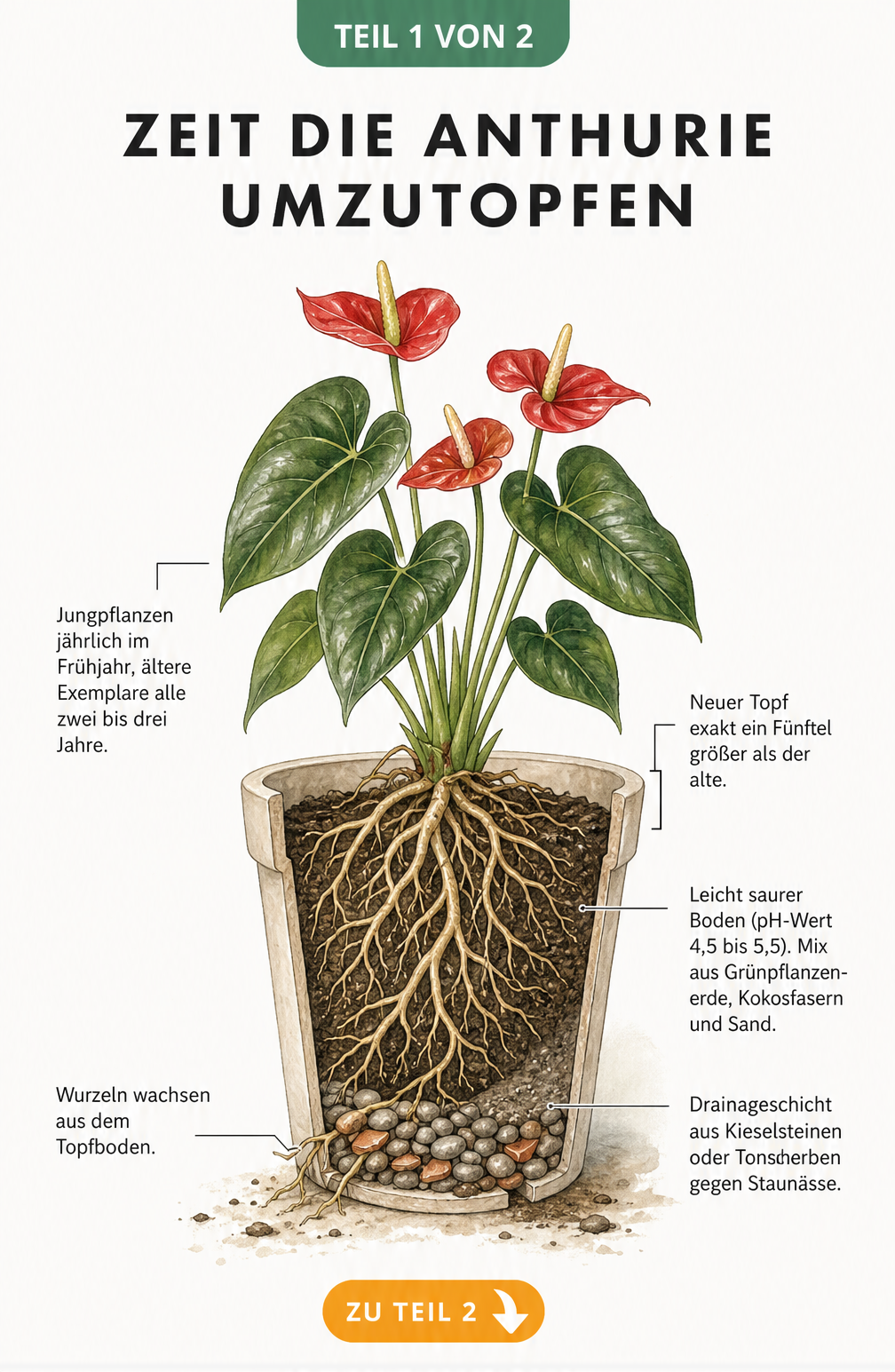 Botanische Illustration einer Anthurie im Querschnitt, die den richtigen Zeitpunkt zum Umtopfen, die Topfgröße und die Substratschichtung zeigt.