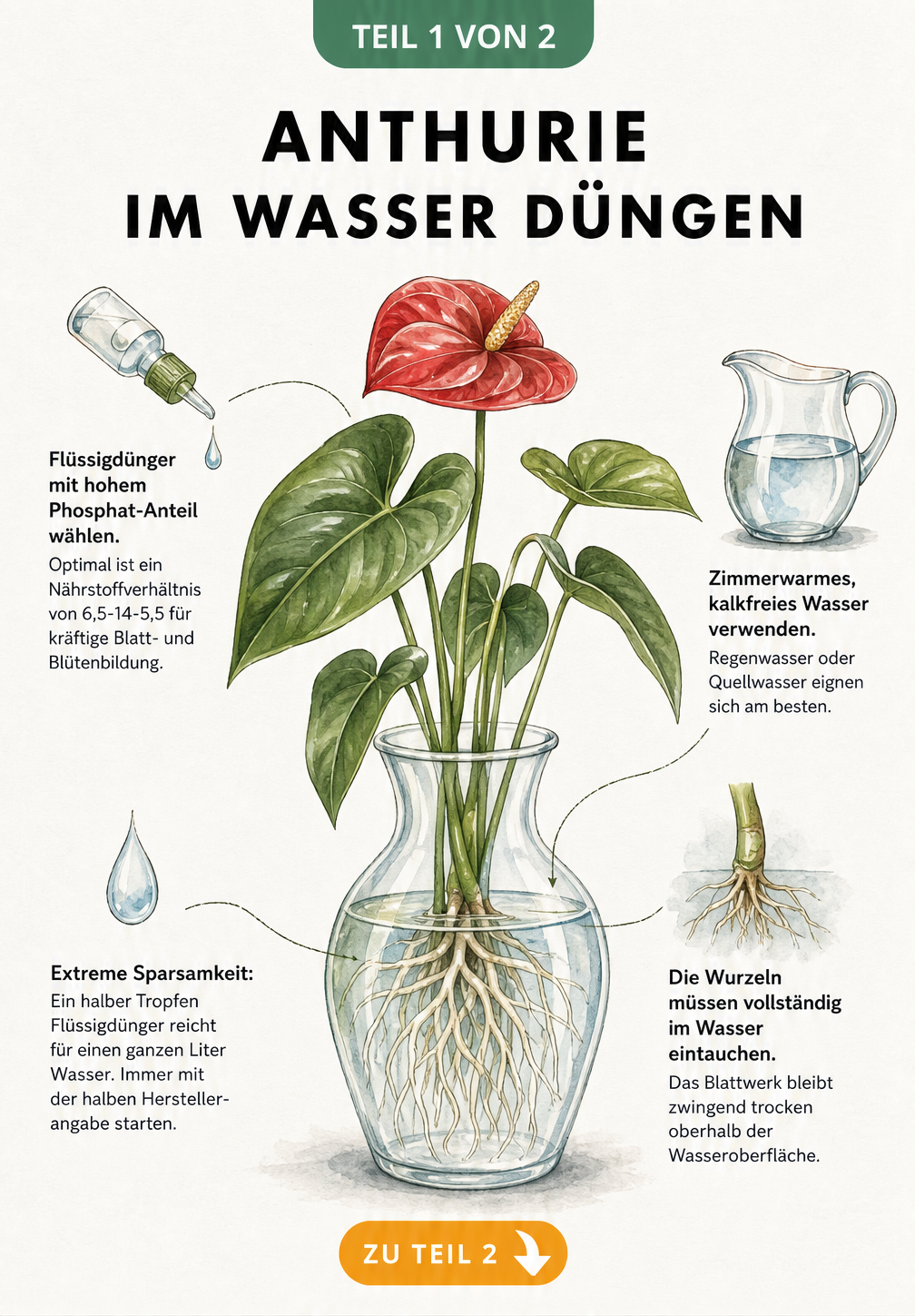 Botanische Illustration einer Anthurie in einer Glasvase mit Hinweisen zur Düngung im Wasser