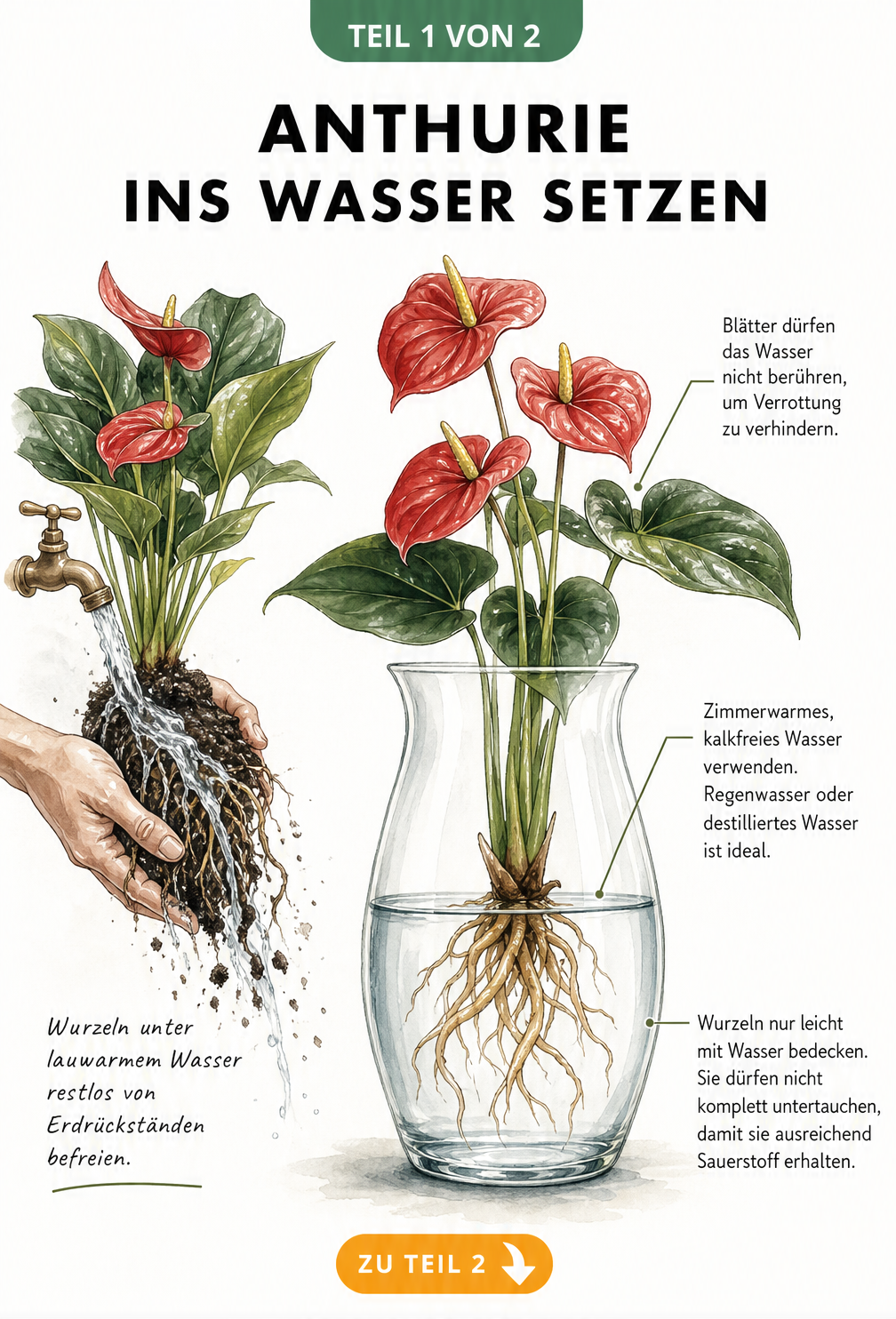 Illustration einer Anthurie, deren Wurzeln unter fließendem Wasser von Erde befreit werden, und das finale Setup in einer Glasvase.