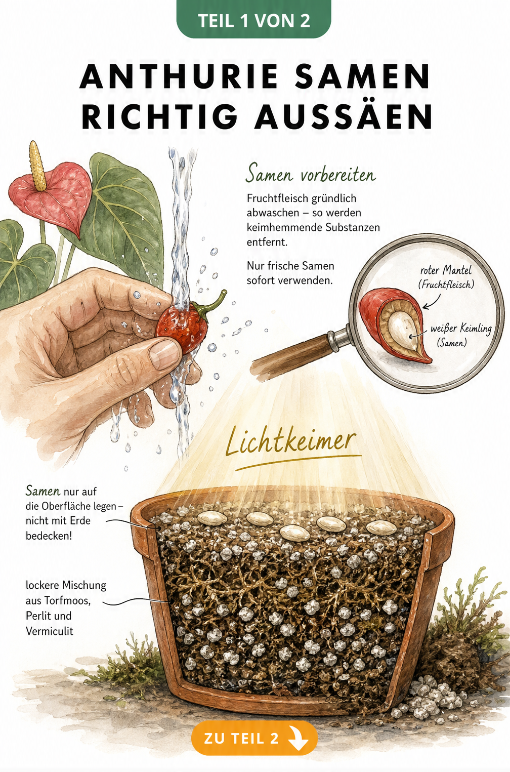 Illustration der Vorbereitung und Aussaat von Anthurien-Samen mit Fokus auf Lichtkeimer