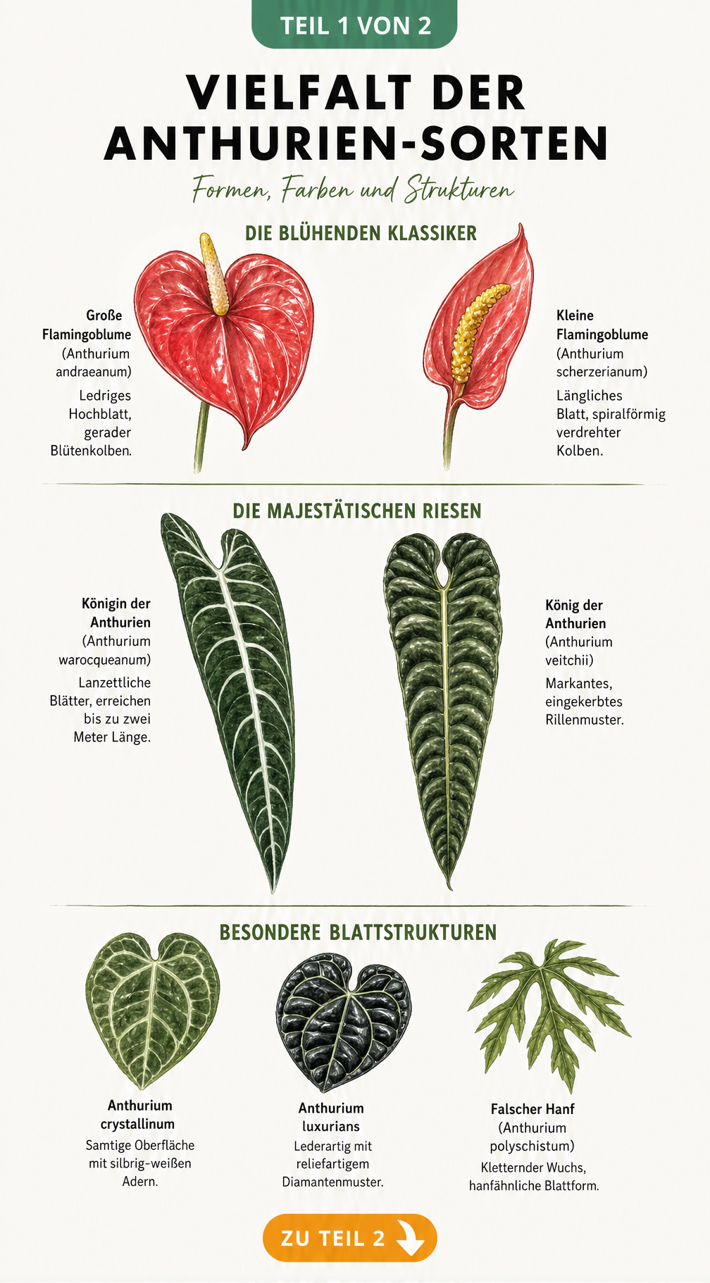 Botanische Illustration verschiedener Anthurien-Sorten mit Fokus auf Blattformen und Blütenstände