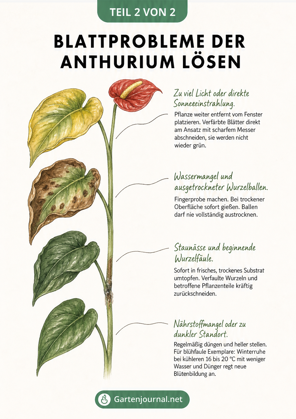Diagnose-Tafel mit vier Anthurium-Blättern, die typische Schadbilder wie gelbe und braune Verfärbungen zeigen
