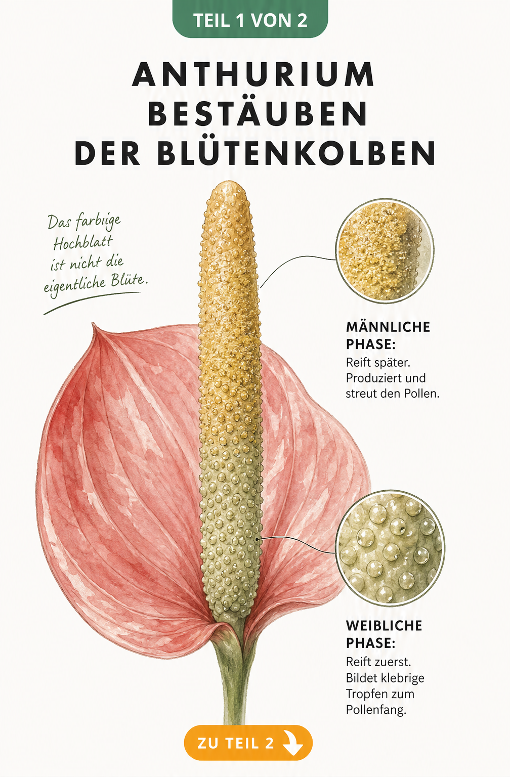 Botanische Illustration eines Anthurien-Blütenkolbens mit weiblicher und männlicher Reifephase