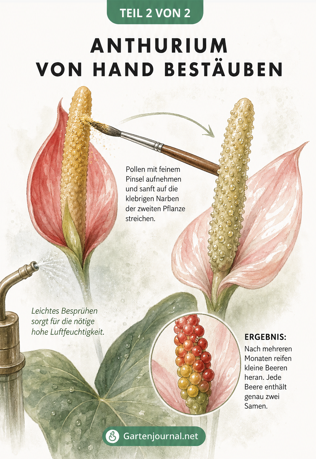Illustration der manuellen Bestäubung einer Anthurie mit einem feinen Pinsel