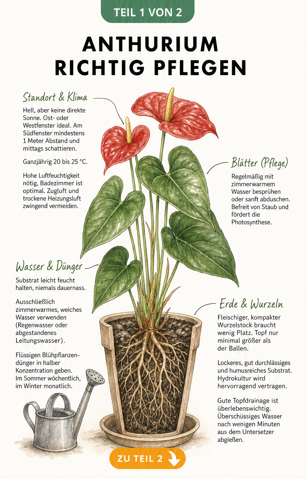 Botanische Illustration einer Anthurium im Querschnitt mit Hinweisen zu Standort, Gießen und Substrat