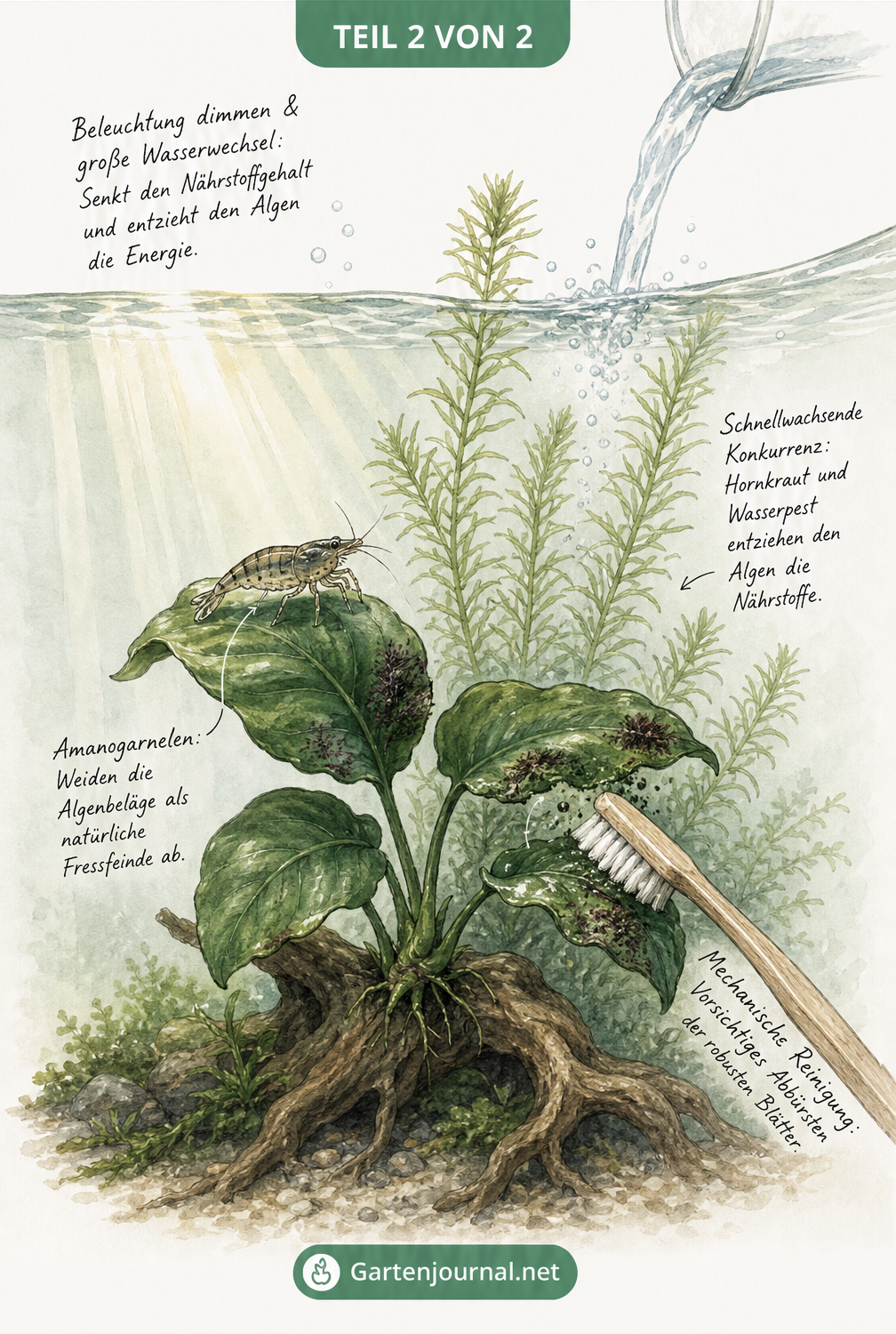 Illustration eines Aquariums mit Amanogarnelen, mechanischer Reinigung und schnellwachsenden Pflanzen zur Bekämpfung von Algen auf Anubias.