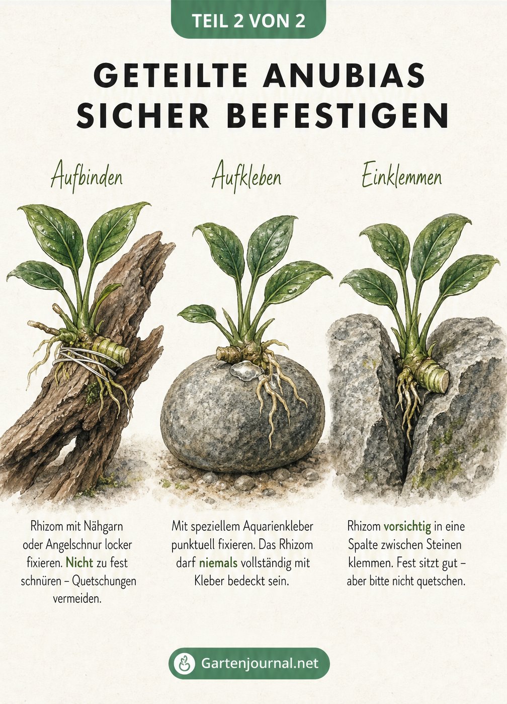 Drei Methoden zur Befestigung von Anubias im Aquarium: Aufbinden auf eine Holzwurzel, Aufkleben auf einen Stein und Einklemmen zwischen Steinen.