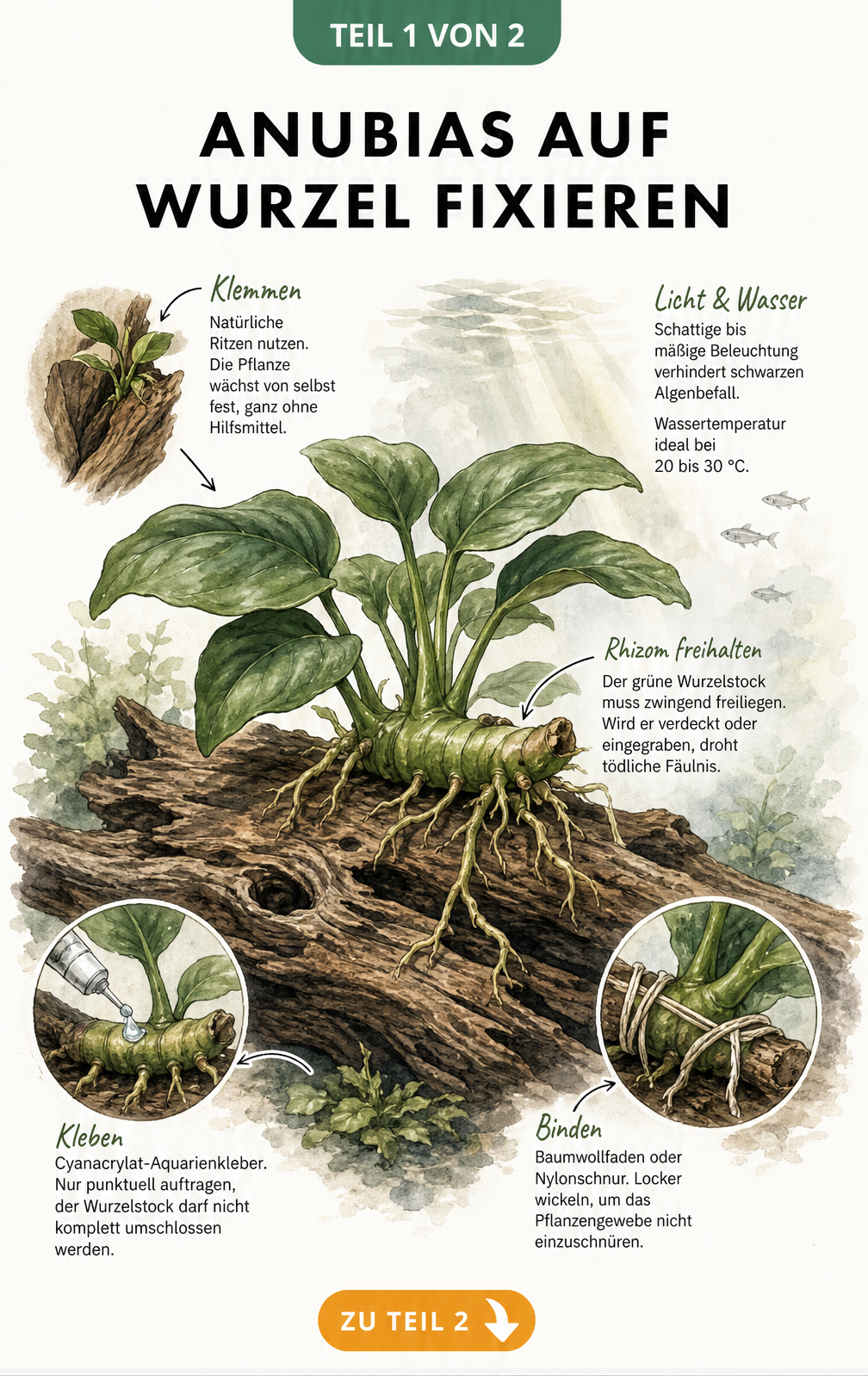 Botanische Illustration einer Anubias auf Treibholz mit Details zur Befestigung des Rhizoms