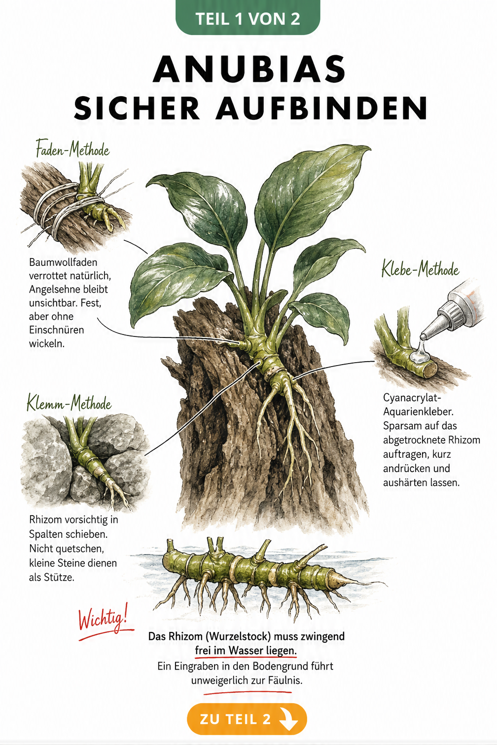 Botanische Illustration einer Anubias-Pflanze auf Holz mit drei Befestigungsmethoden: Faden, Kleber und Klemmen.
