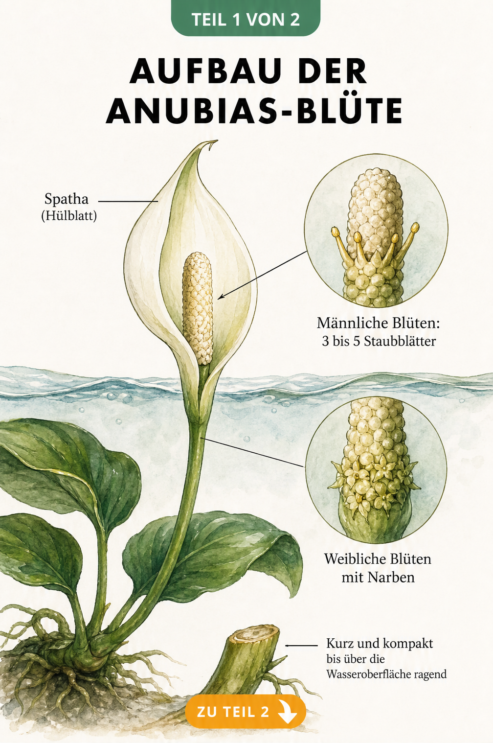 Botanische Illustration einer Anubias-Blüte mit Spatha und Blütenkolben