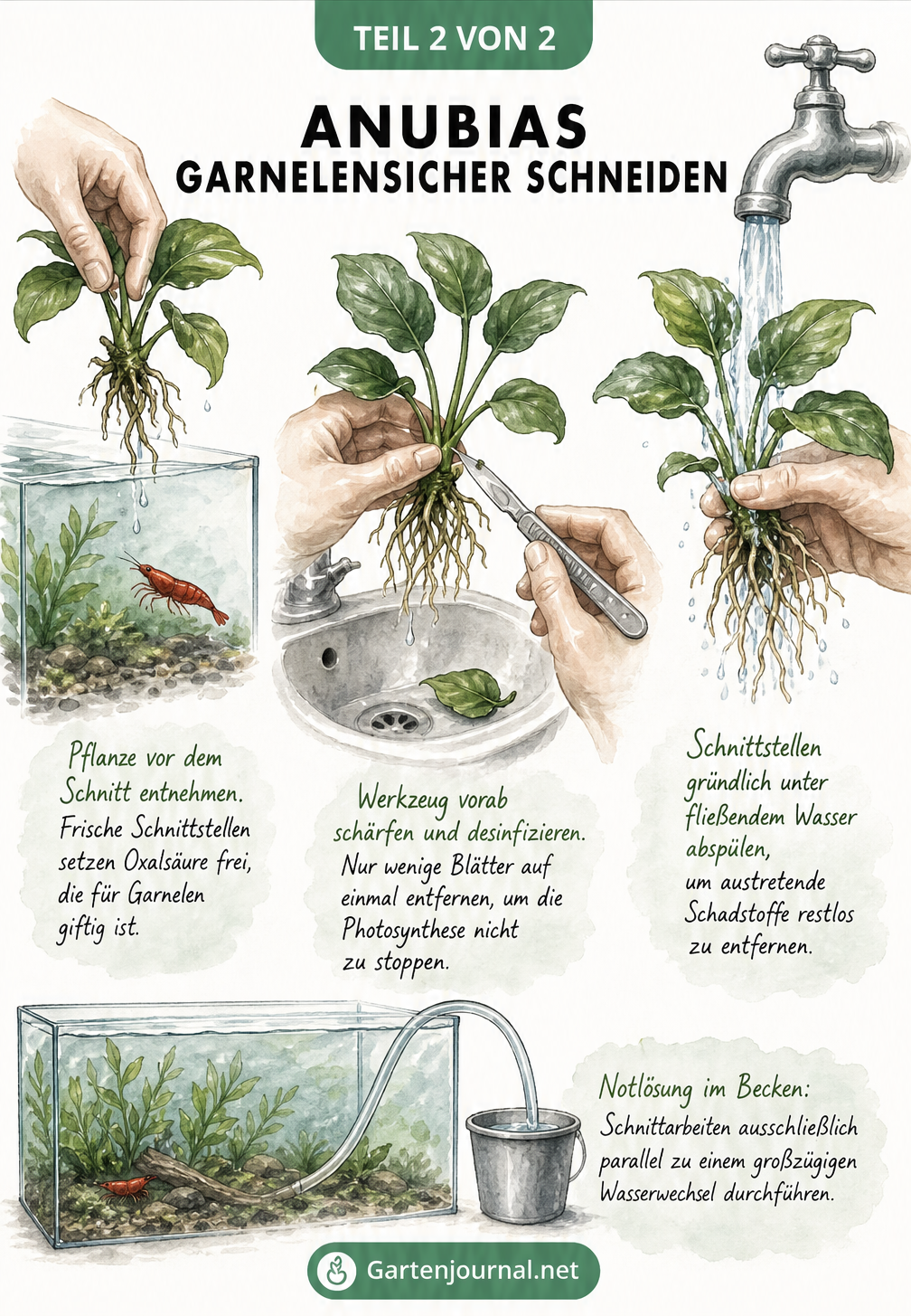 Illustration des Schneidens einer Anubias-Pflanze außerhalb des Aquariums und Abspülen unter Wasser