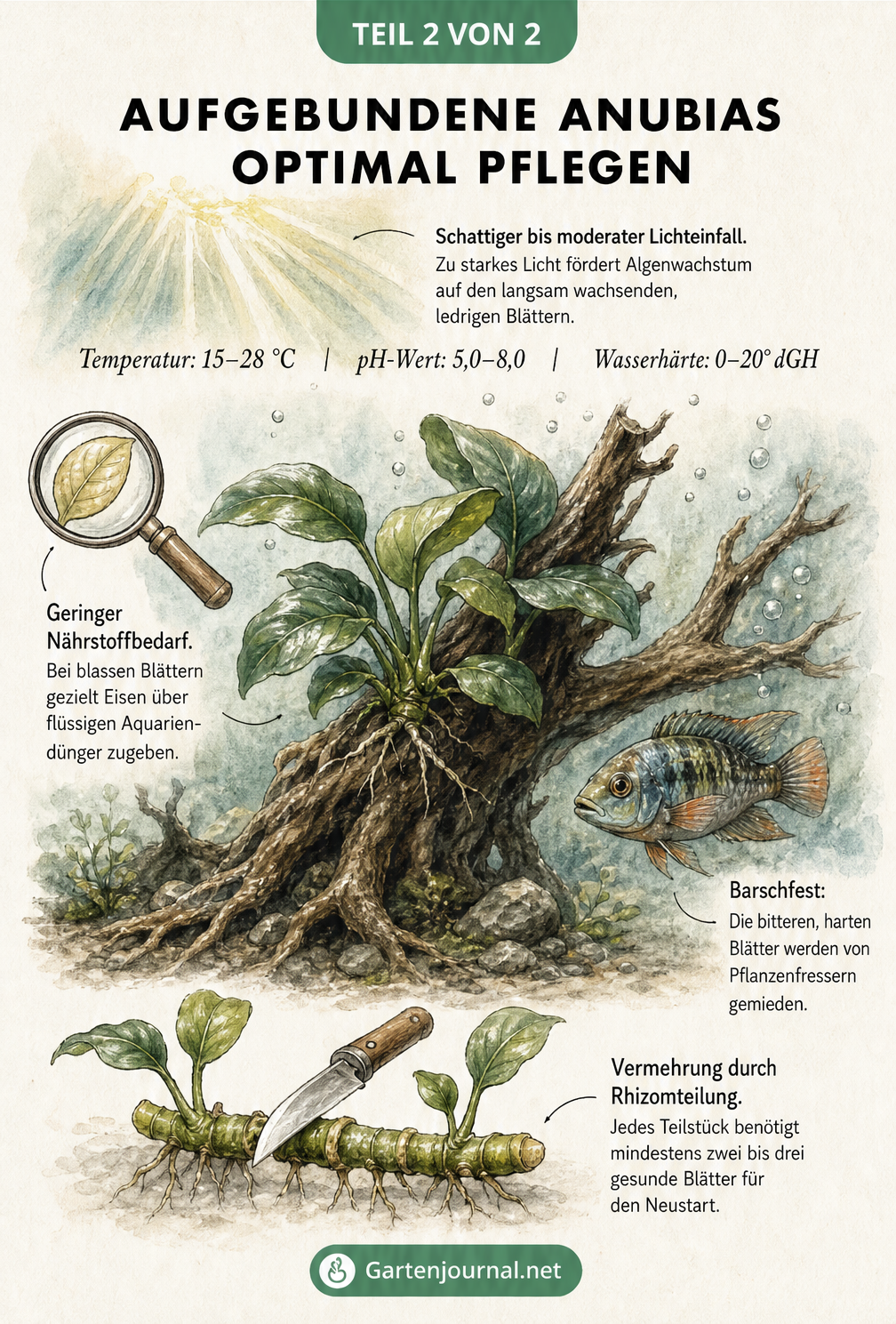 Illustration einer aufgebundenen Anubias im Aquarium mit Hinweisen zu Licht, Wasserwerten, Nährstoffen und Vermehrung.