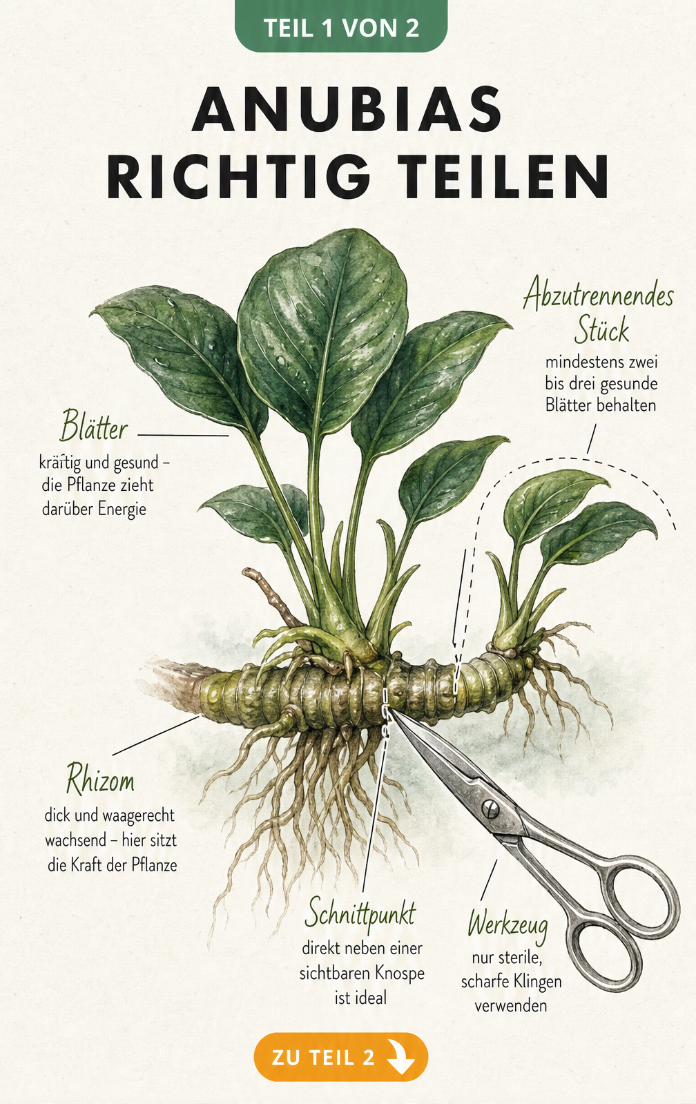 Botanische Illustration einer Anubias-Pflanze im Querschnitt, die den exakten Schnittpunkt am Rhizom für die Vermehrung zeigt.