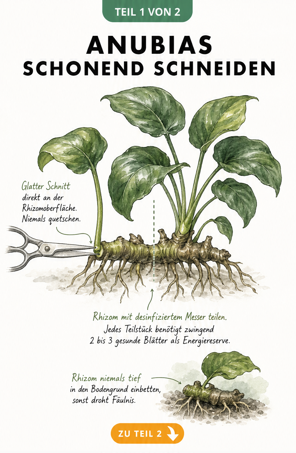 Botanische Illustration einer Anubias-Pflanze mit Schnittlinien am Rhizom und Blattstiel
