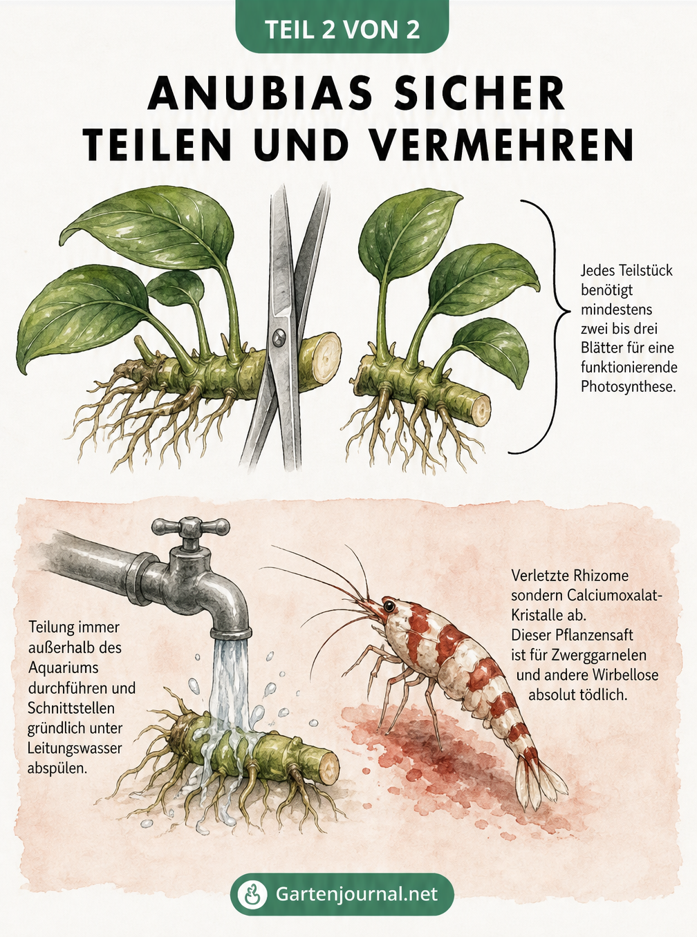 Illustration eines durchtrennten Anubias-Rhizoms mit Warnung vor giftigem Pflanzensaft für Zwerggarnelen
