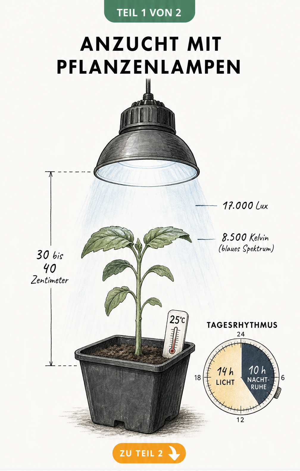 Illustration eines Sämlings unter einer Pflanzenlampe mit Angaben zu Abstand, Lux, Kelvin und Beleuchtungsdauer für die Anzucht