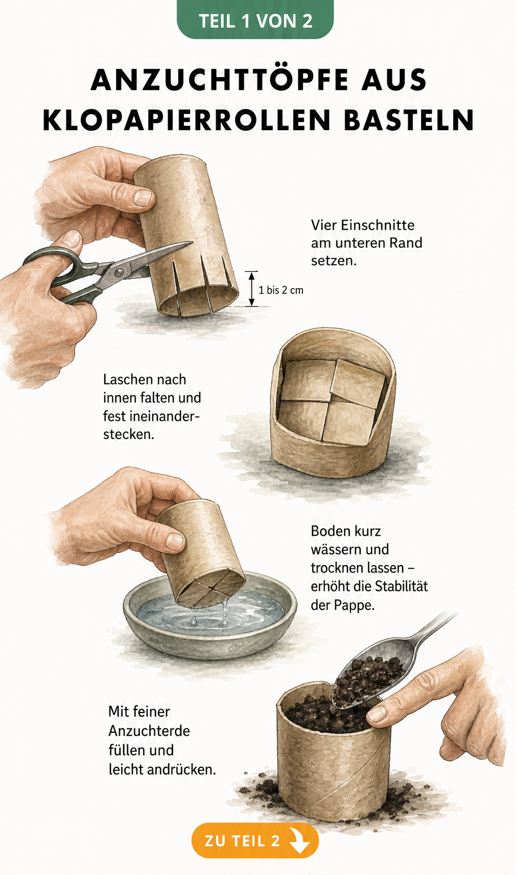 Illustration von vier Schritten zum Basteln von Anzuchttöpfen aus Klopapierrollen: Einschneiden, Falten, Wässern und mit Erde füllen.