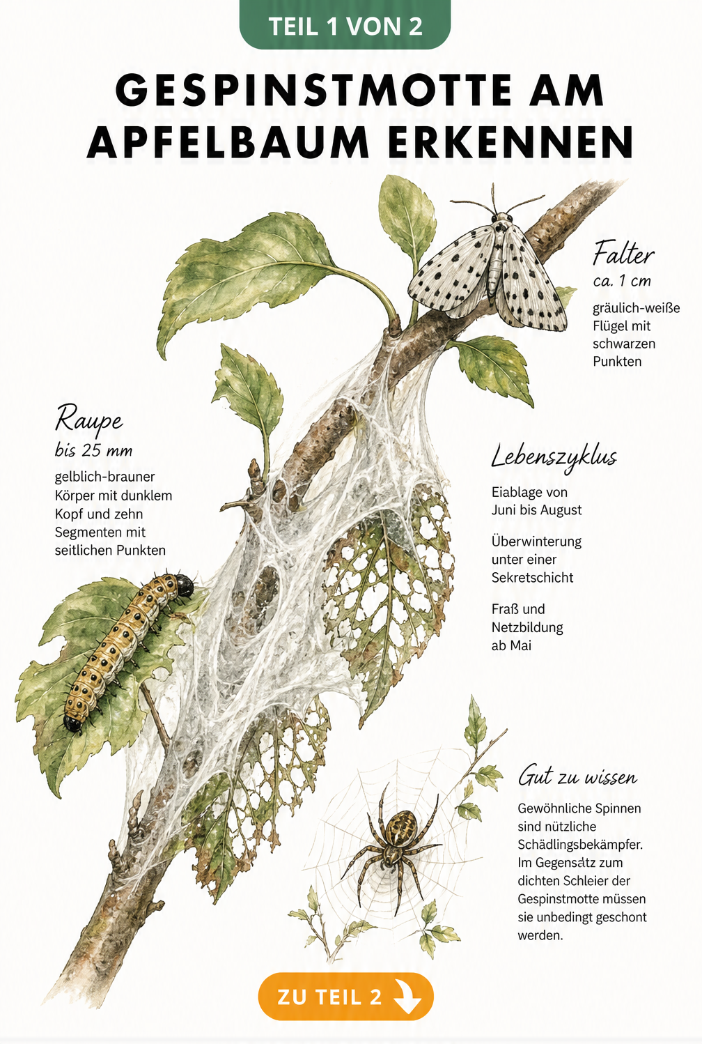 Botanische Illustration der Apfel-Gespinstmotte mit Falter, Raupe und Gespinst am Apfelbaumzweig