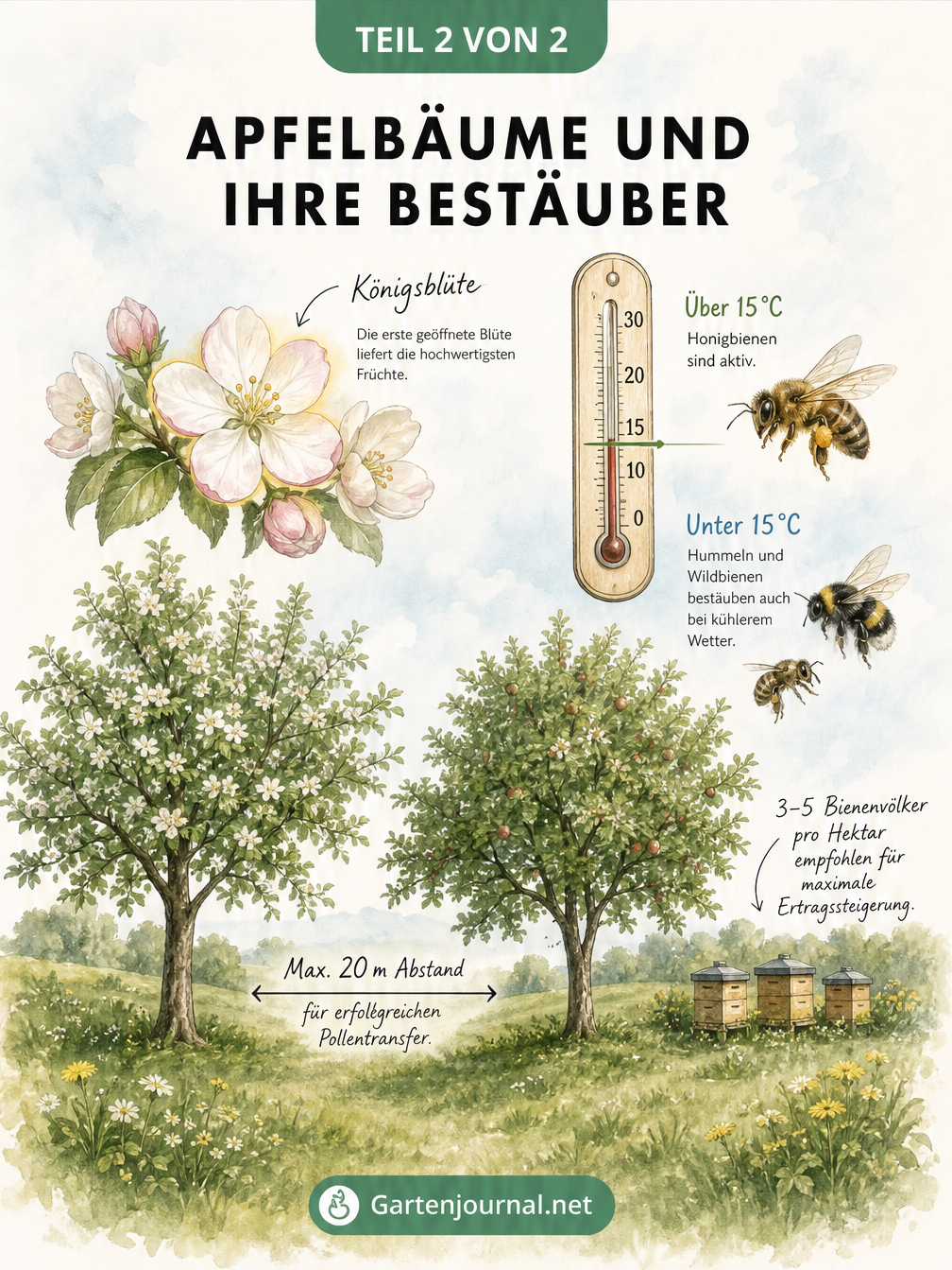 Zwei Apfelbäume auf einer Wiese mit Maßpfeil für maximal 20 Meter Abstand und Thermometer für Bienenflug