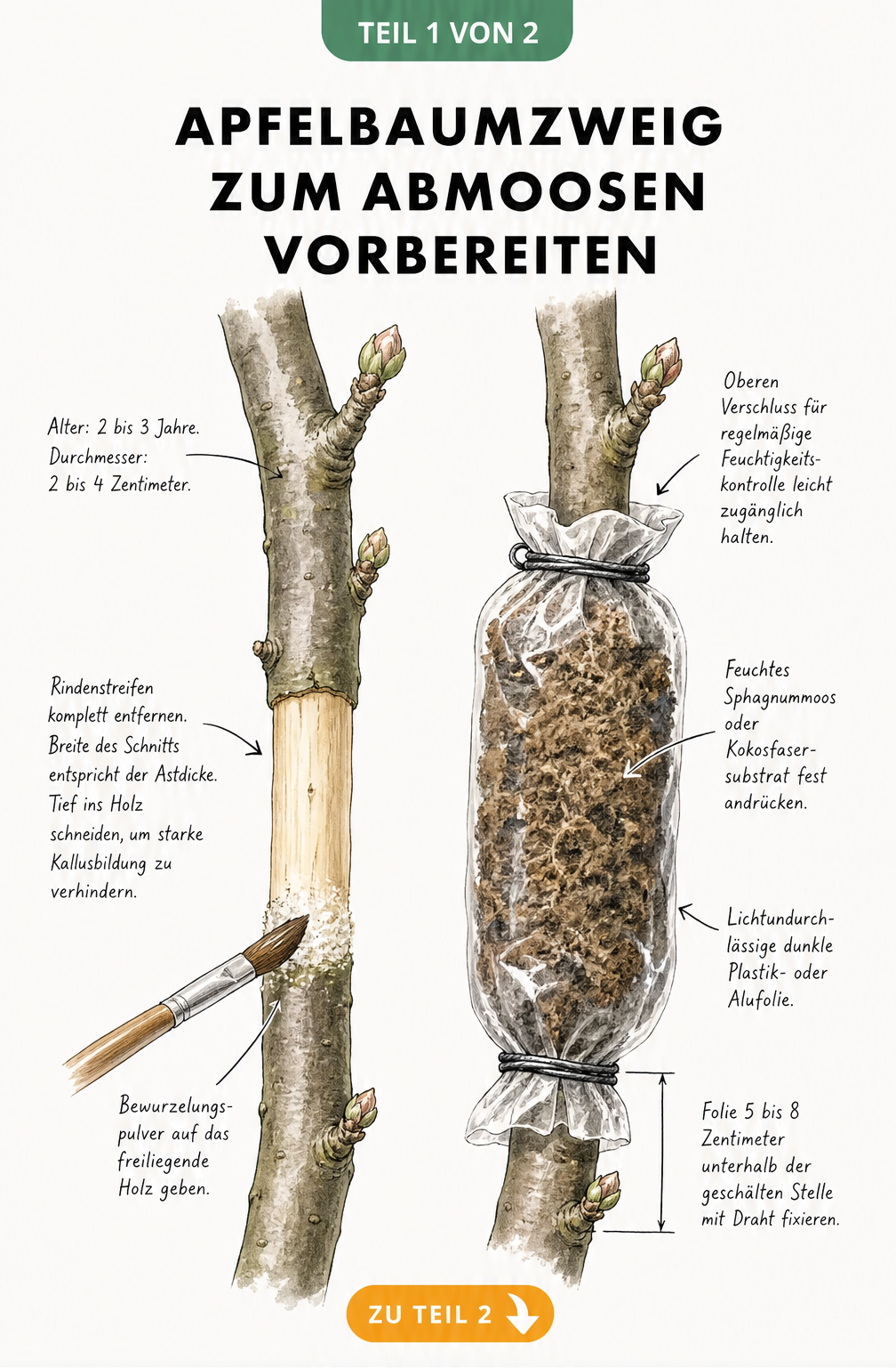 Botanische Illustration eines Apfelbaumastes im Längsschnitt, die das Entfernen der Rinde und das Anbringen einer Manschette mit Sphagnummoos zum Abmoosen...
