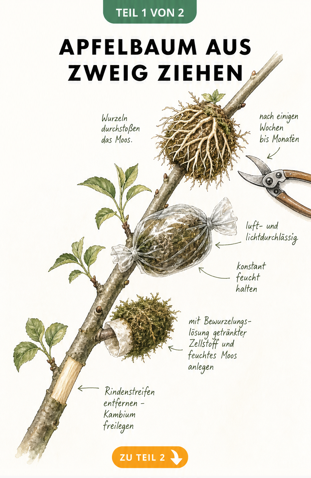 Botanische Illustration eines Apfelbaumzweigs, der durch Abmoosen bewurzelt wird, mit freigelegtem Kambium und feuchtem Moos.