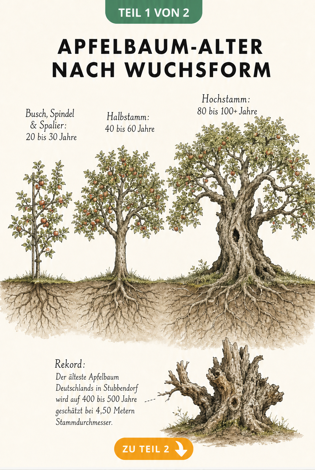 Illustration von drei Apfelbäumen unterschiedlicher Wuchsformen mit Angabe der Lebensdauer: Busch, Halbstamm und Hochstamm.