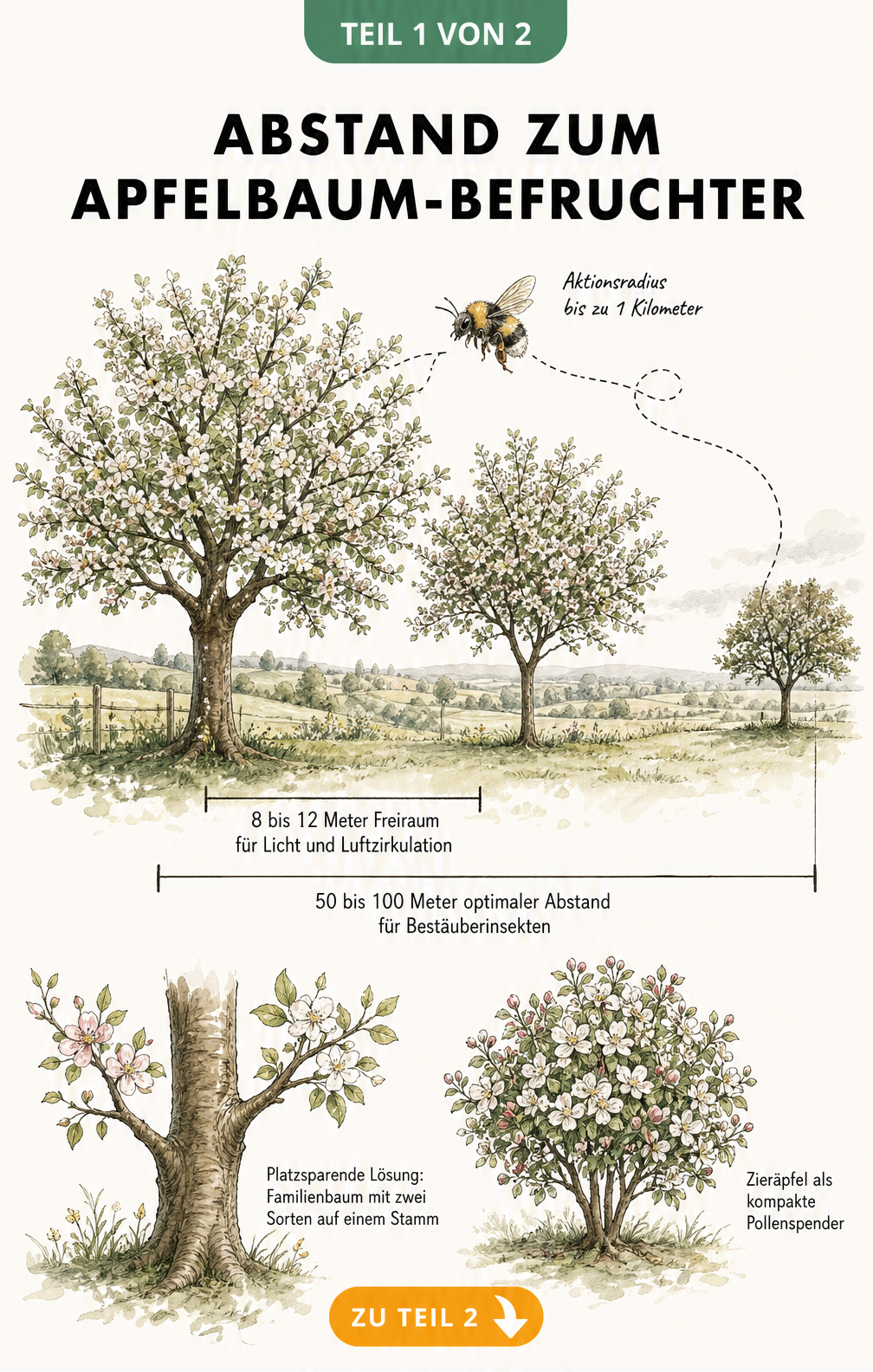 Illustration einer Gartenlandschaft, die den optimalen Pflanzabstand zwischen zwei Apfelbäumen für eine erfolgreiche Bestäubung durch Bienen zeigt.
