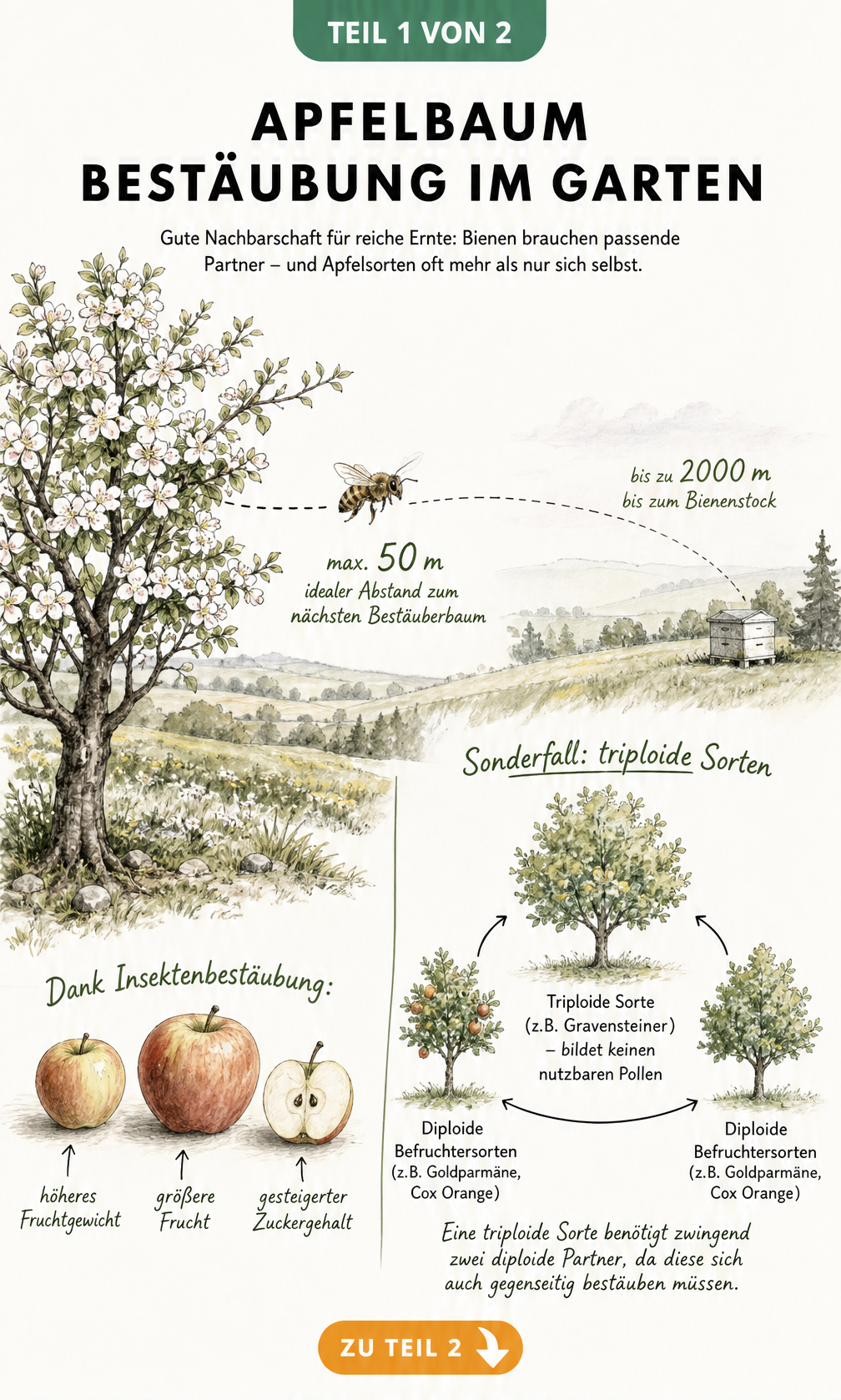 Querschnitt einer Gartenlandschaft mit Apfelbaum, Flugroute einer Biene und Darstellung der Bestäubungseffekte sowie triploider Apfelsorten