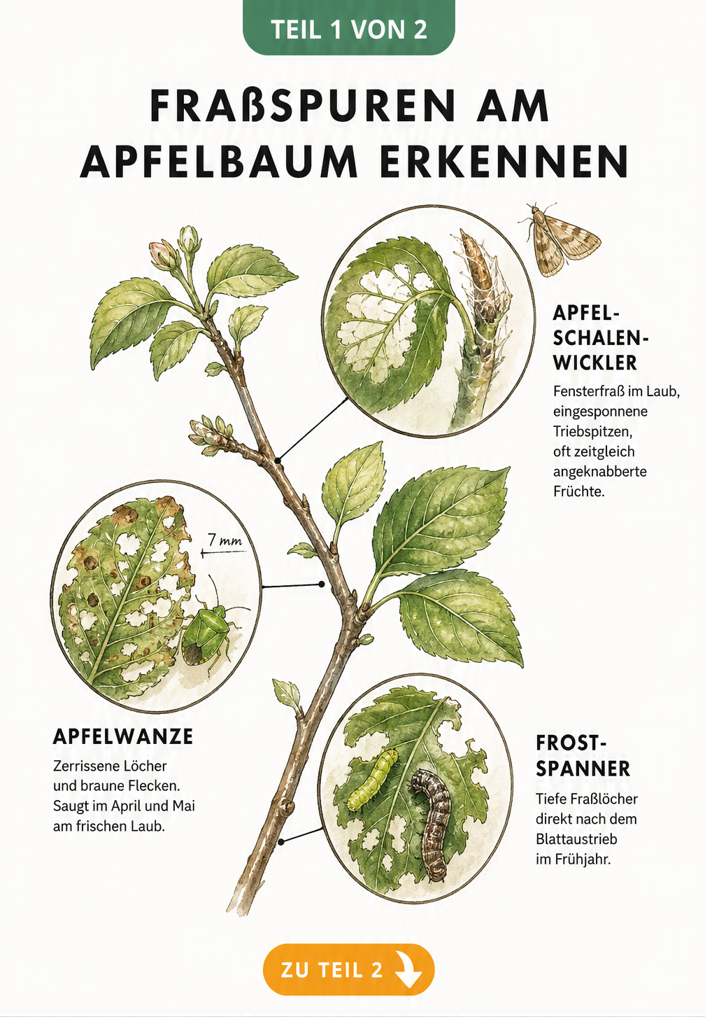 Illustration von Fraßspuren am Apfelbaum durch Apfelschalenwickler, Apfelwanze und Frostspanner