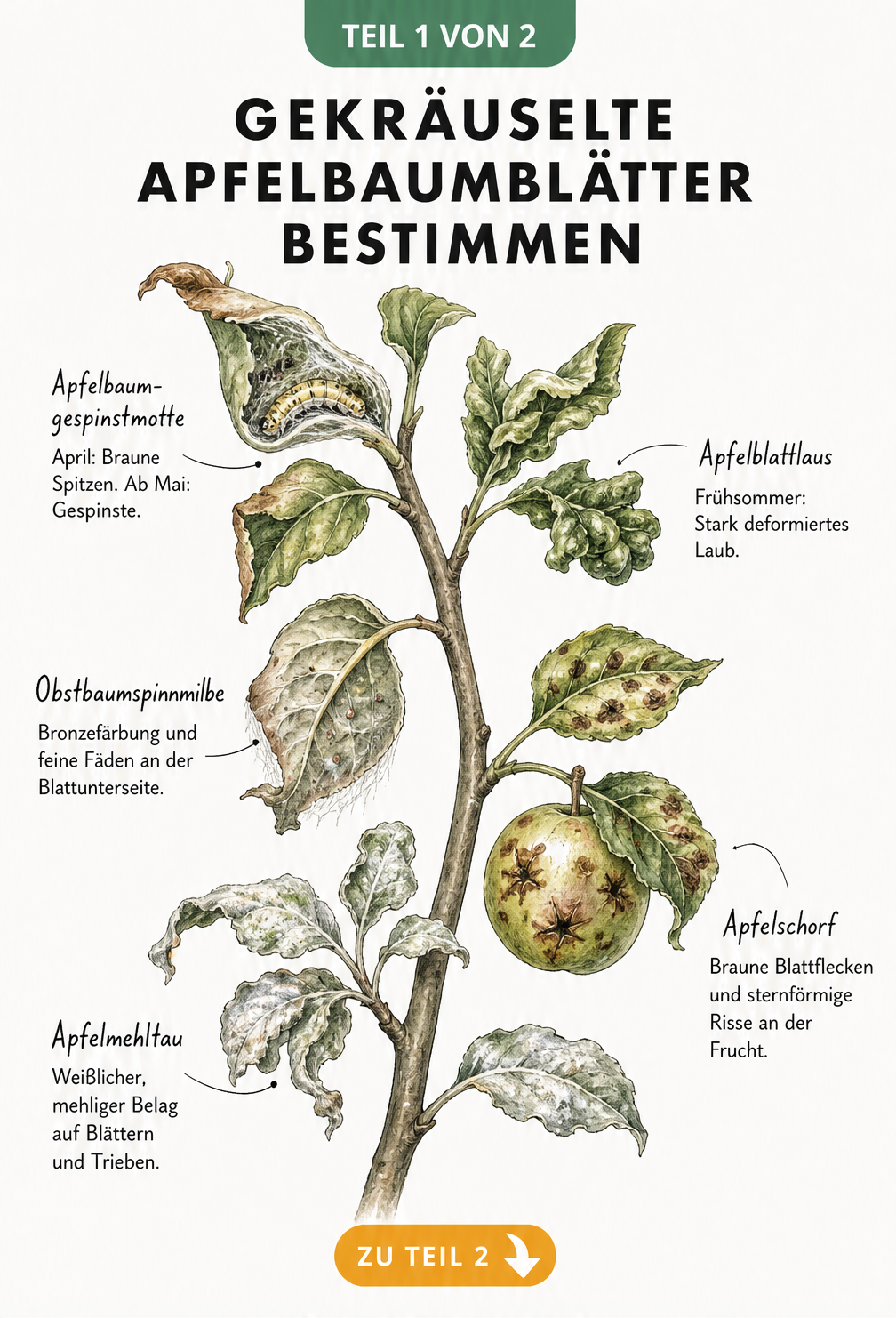 Illustration von Apfelbaumblättern mit Schadbildern durch Gespinstmotte, Blattlaus, Spinnmilbe, Schorf und Mehltau
