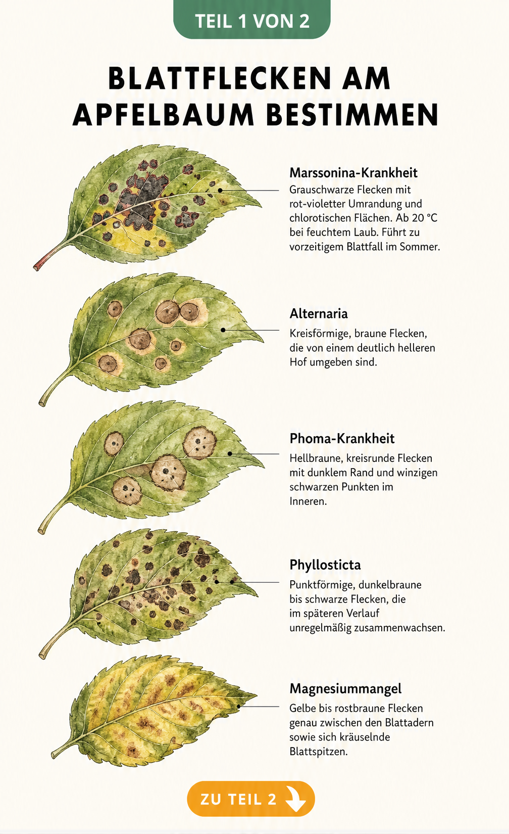 Illustration von fünf Apfelbaumblättern mit verschiedenen Schadbildern wie Marssonina, Alternaria, Phoma, Phyllosticta und Magnesiummangel.