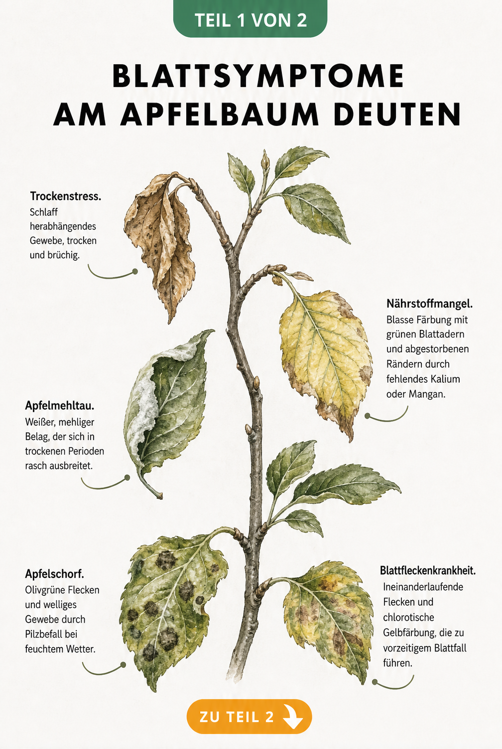 Illustration verschiedener Blattsymptome am Apfelbaum wie Trockenstress, Nährstoffmangel und Pilzkrankheiten